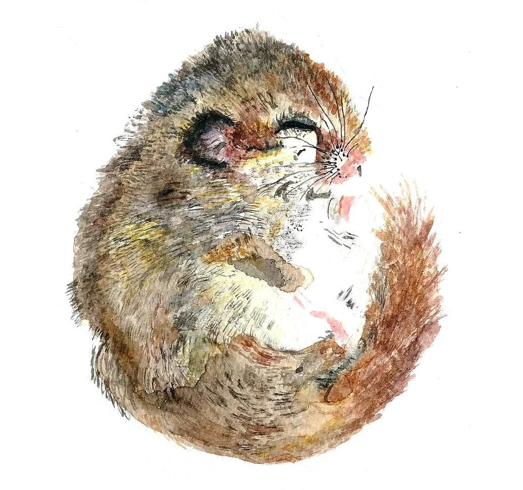  Illustration of a sleeping dormouse created in watercolour and pencil. 