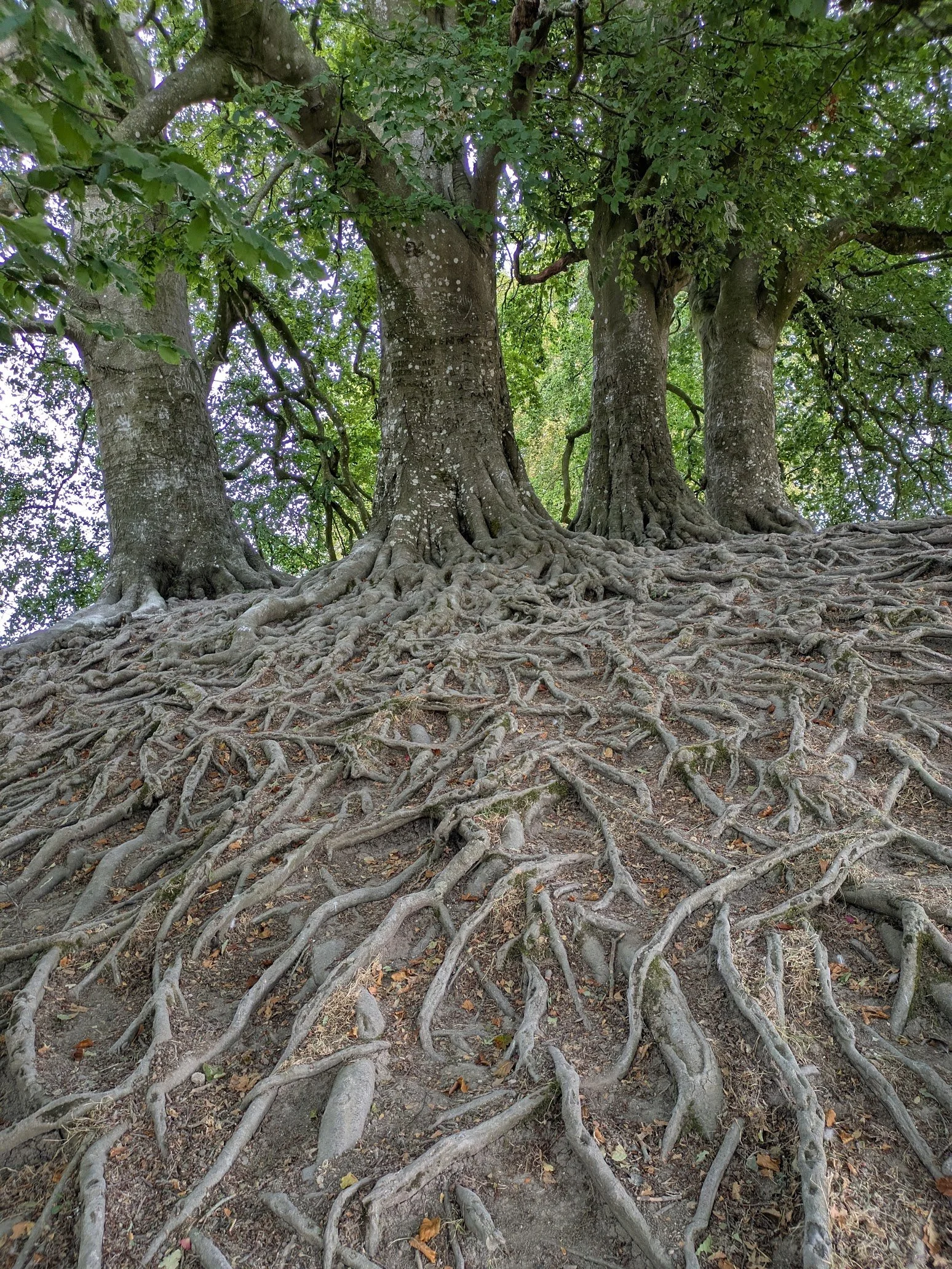 Mature trees with exposed roots spreading across the forest floor.