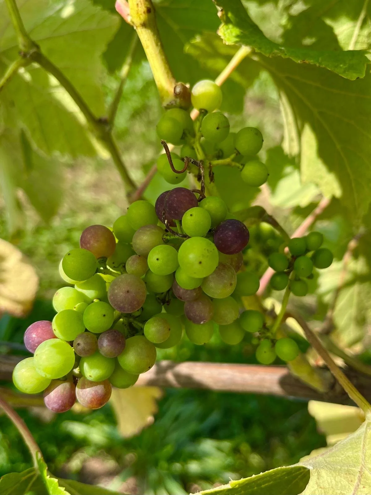 Vineyard Tour & TasTing