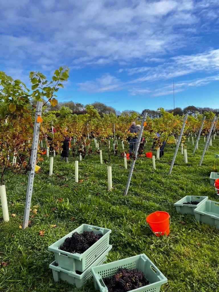Harvest 2025