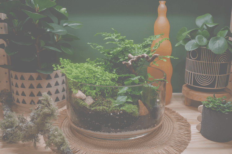 The Green Room Plant Shop