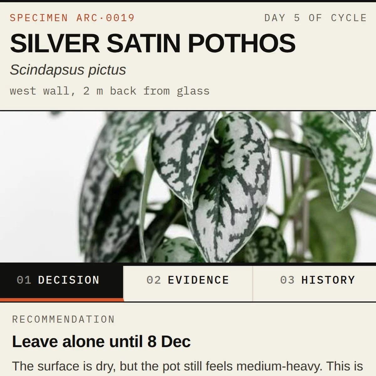 Close-up of variegated silver satin pothos plant leaves with green and silver patterns.