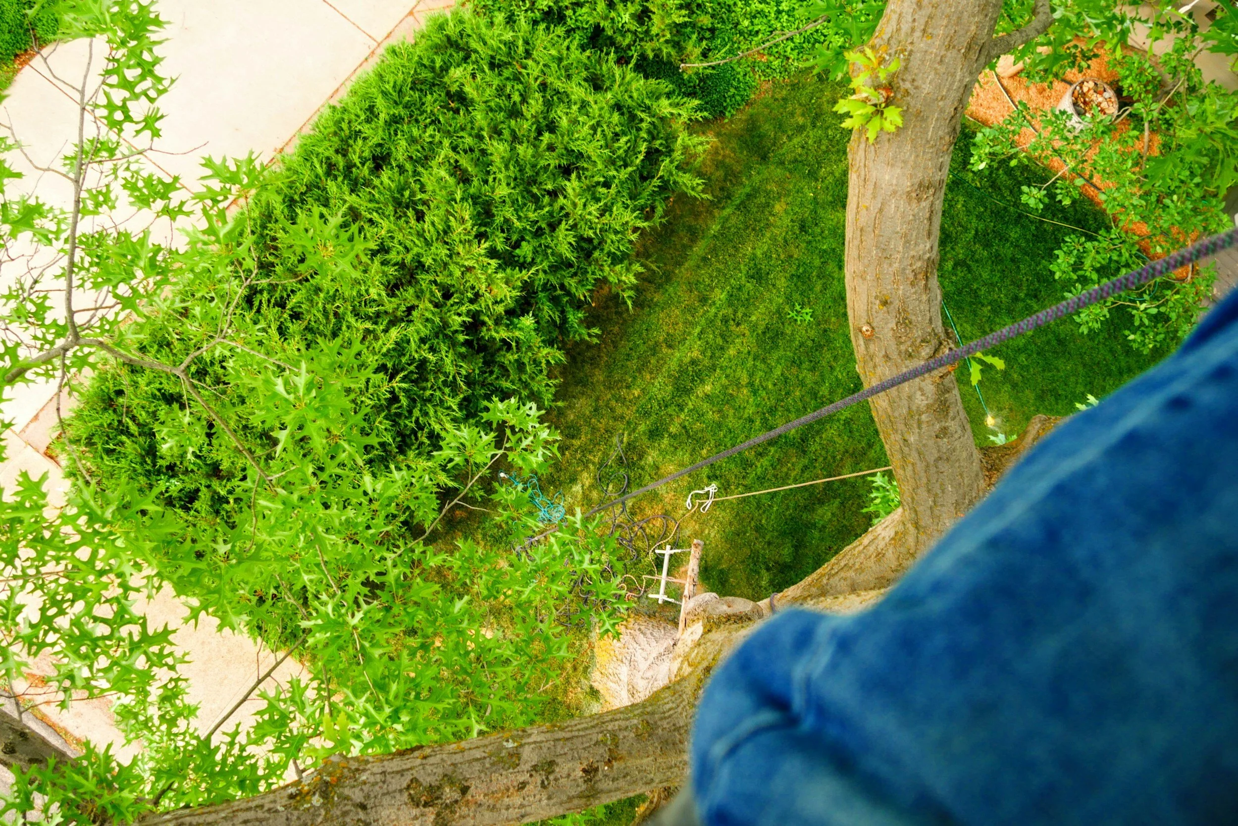 Hier ist eine POV Aufnahme eines Blicks von einem Baum hinunter zu sehen.