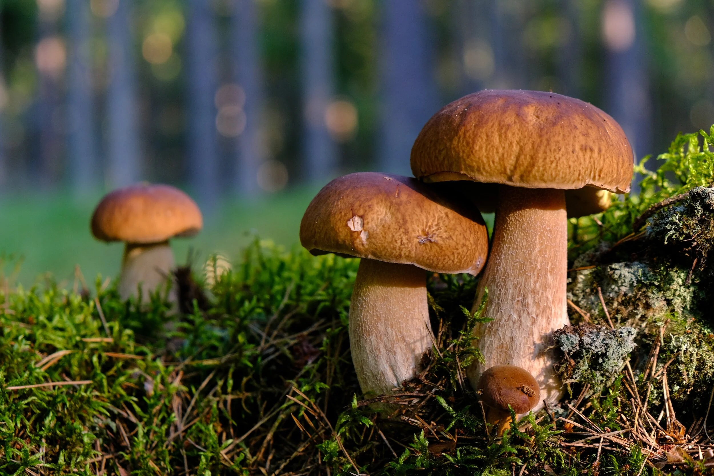 Hier sind Steinpilze auf der Insel Rügen zu sehen