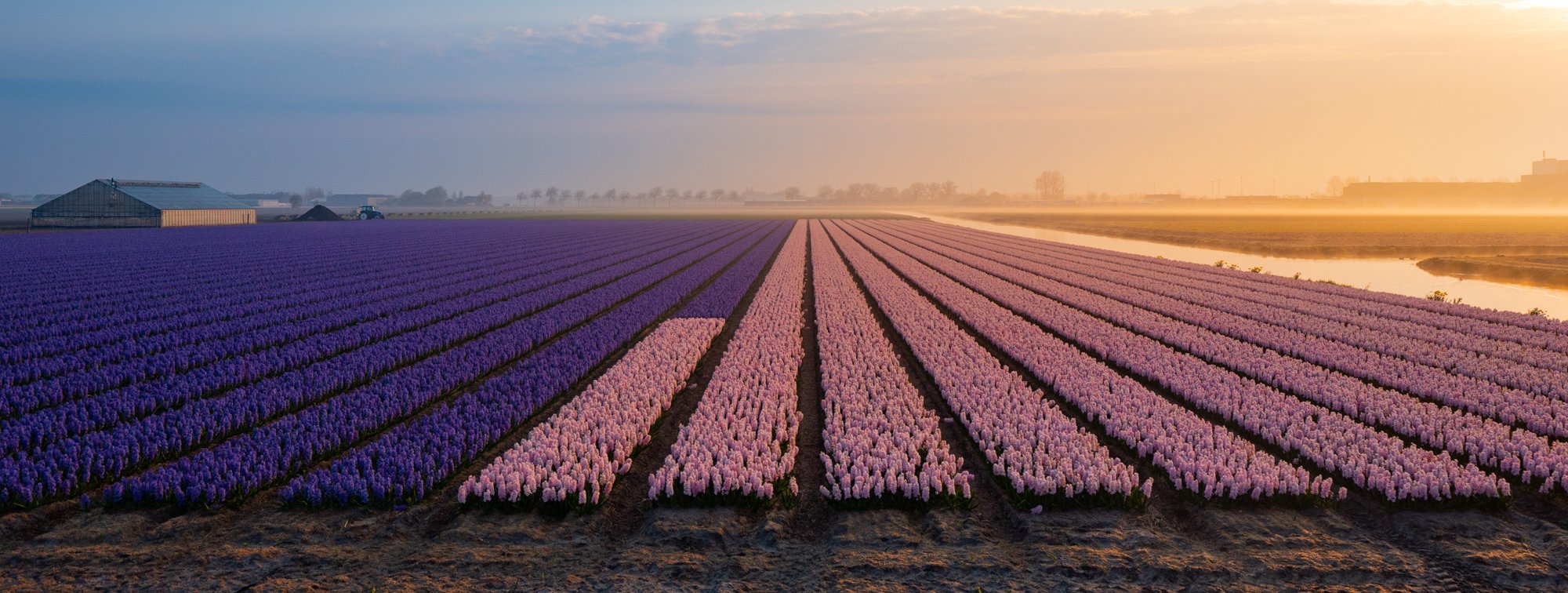 Flower.nl-2.jpg