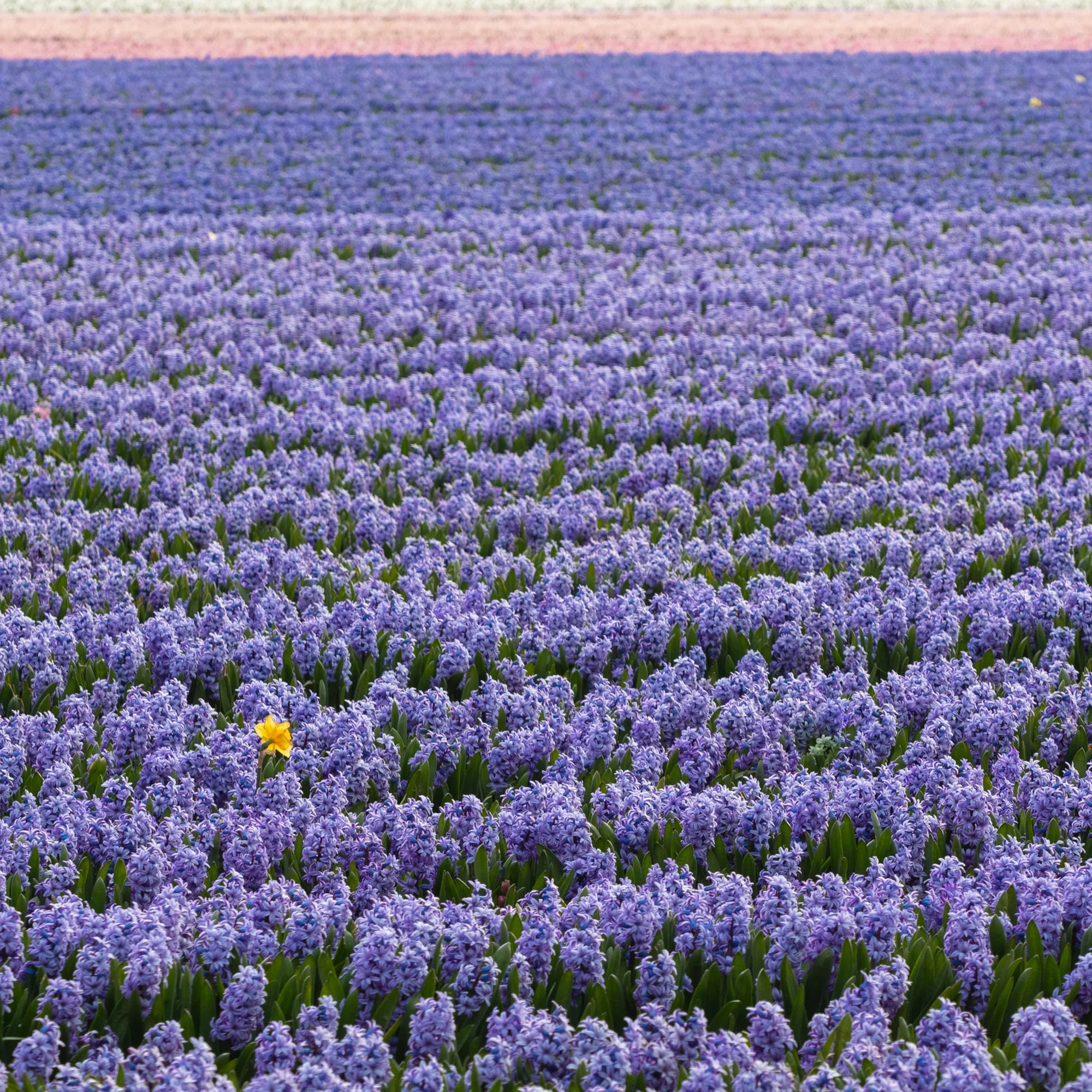 Flower.nl-14.jpg