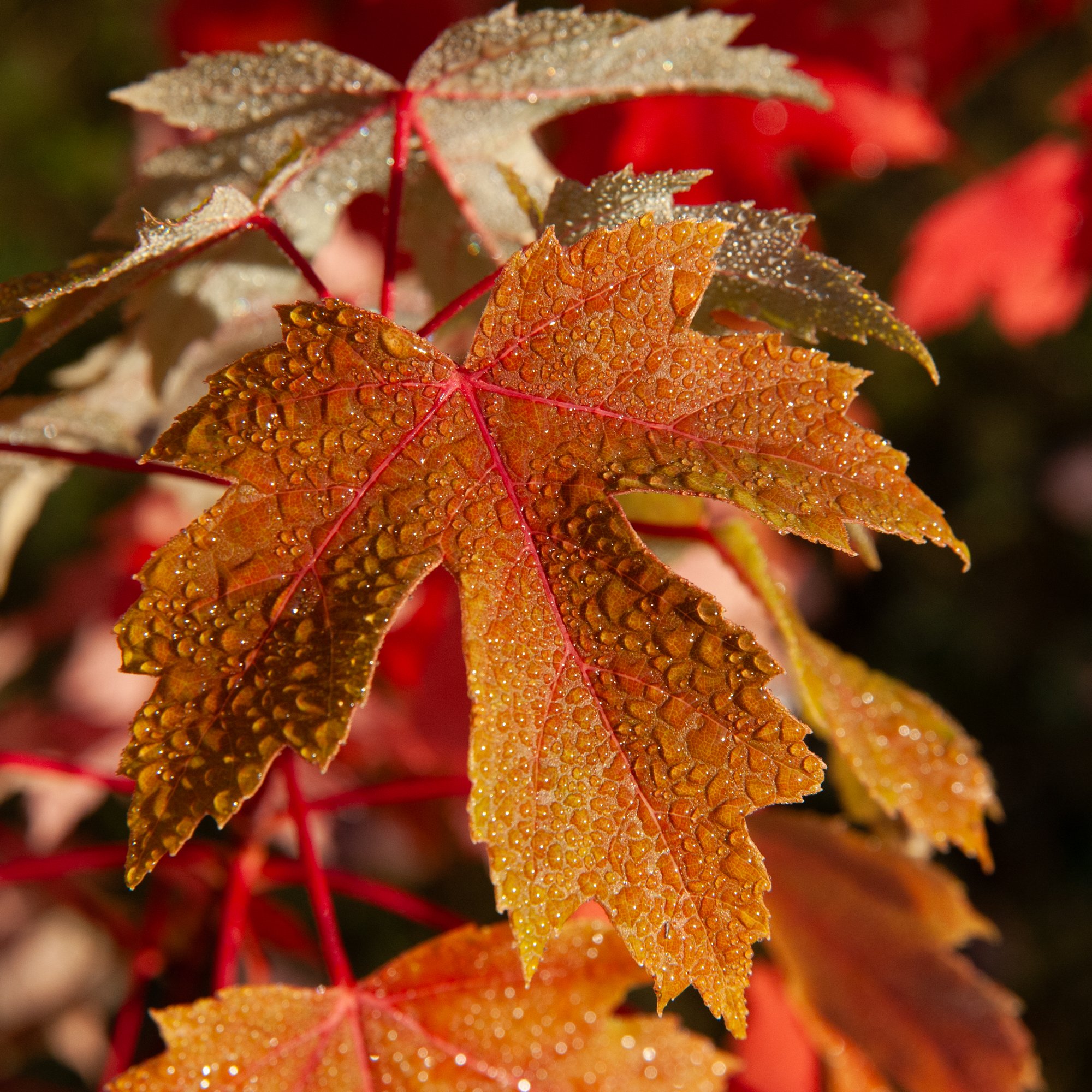 _DSC7508.jpg