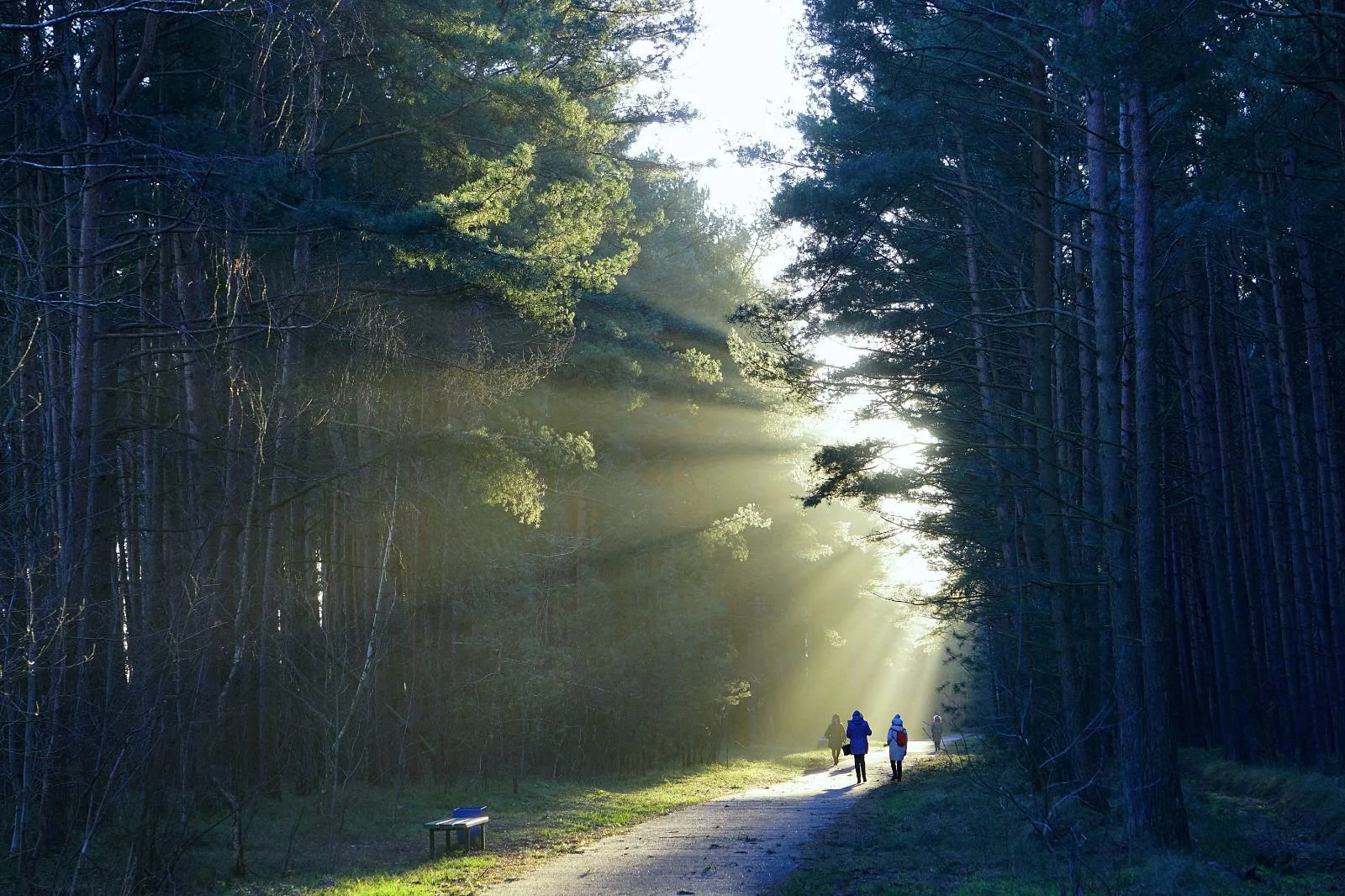 Sunlight streaming through a forest path as people walk together, symbolizing healing from childhood trauma, grief, and emotional recovery through EMDR therapy