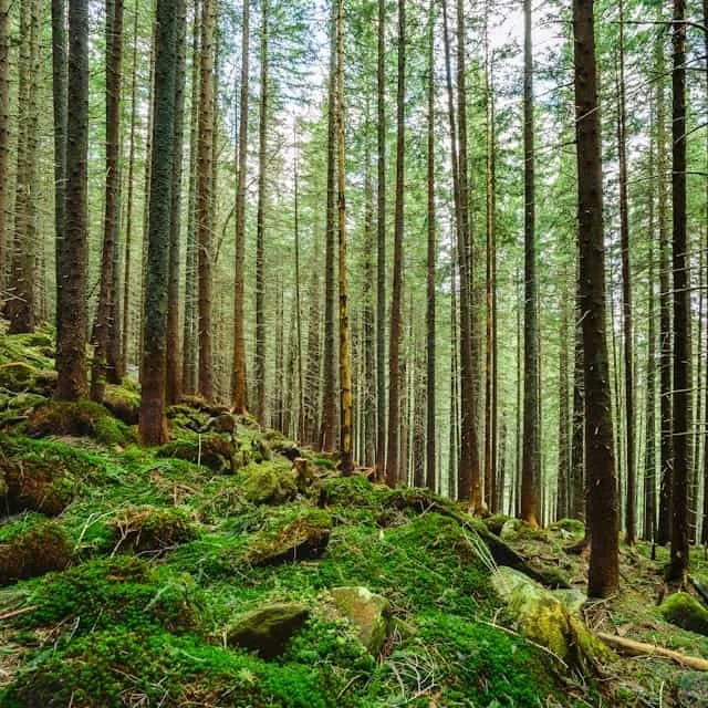 A forest of trees and rocks with moss