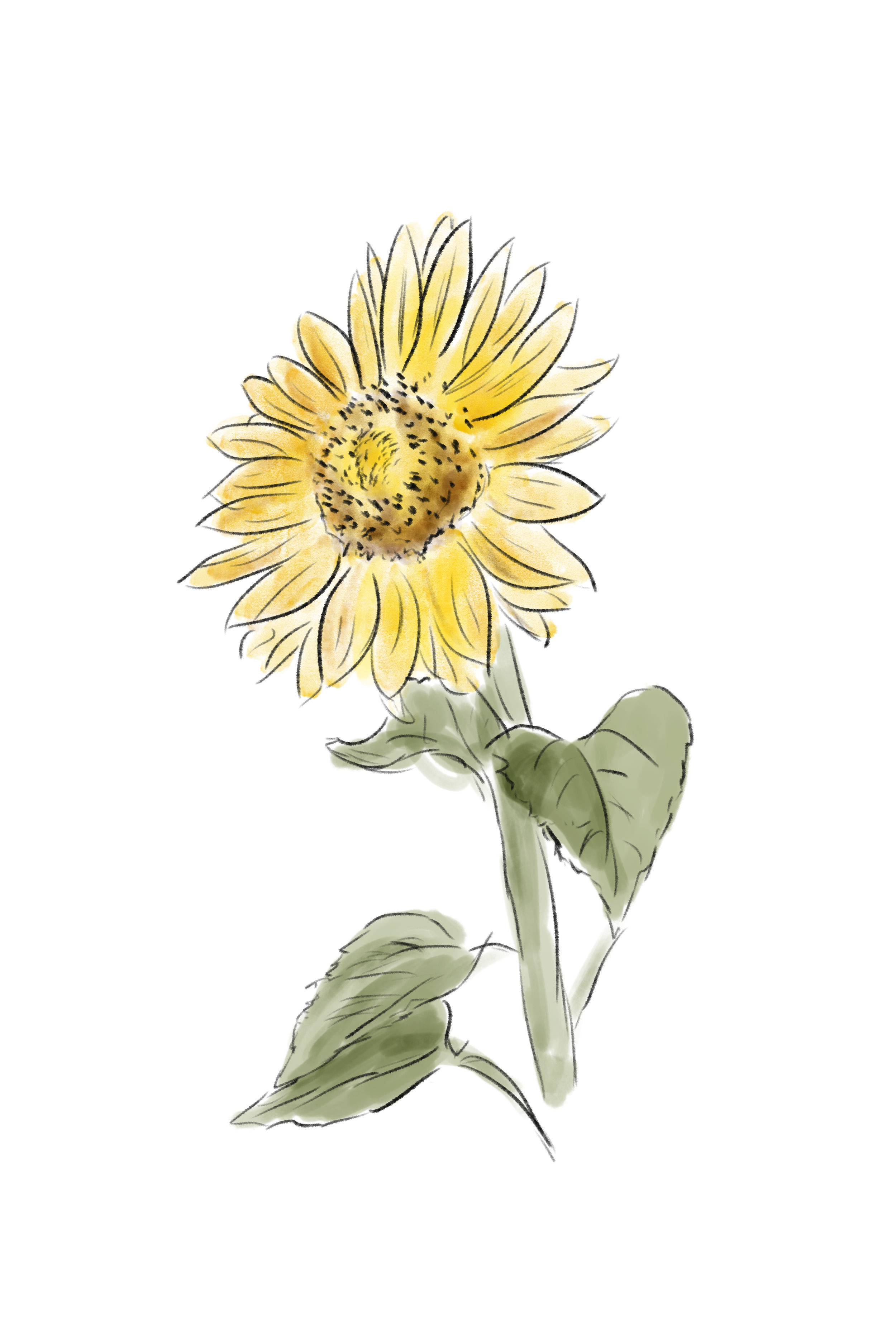 A watercolor illustration of a sunflower with yellow petals, a dark brown center with black specks, green leaves, and a green stem against a black background.
