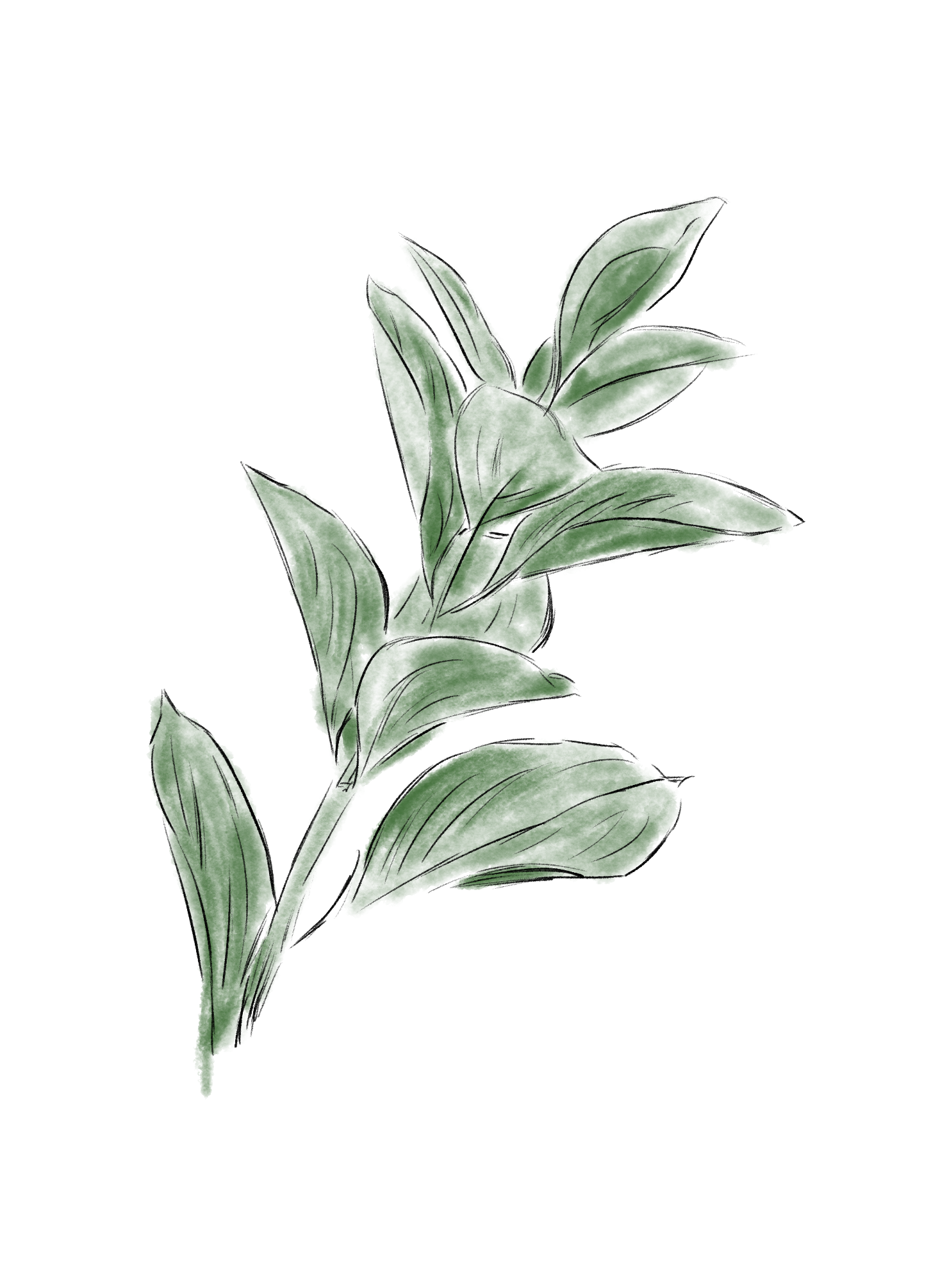 A digital sketch of a tall, leafy plant with broad green leaves.
