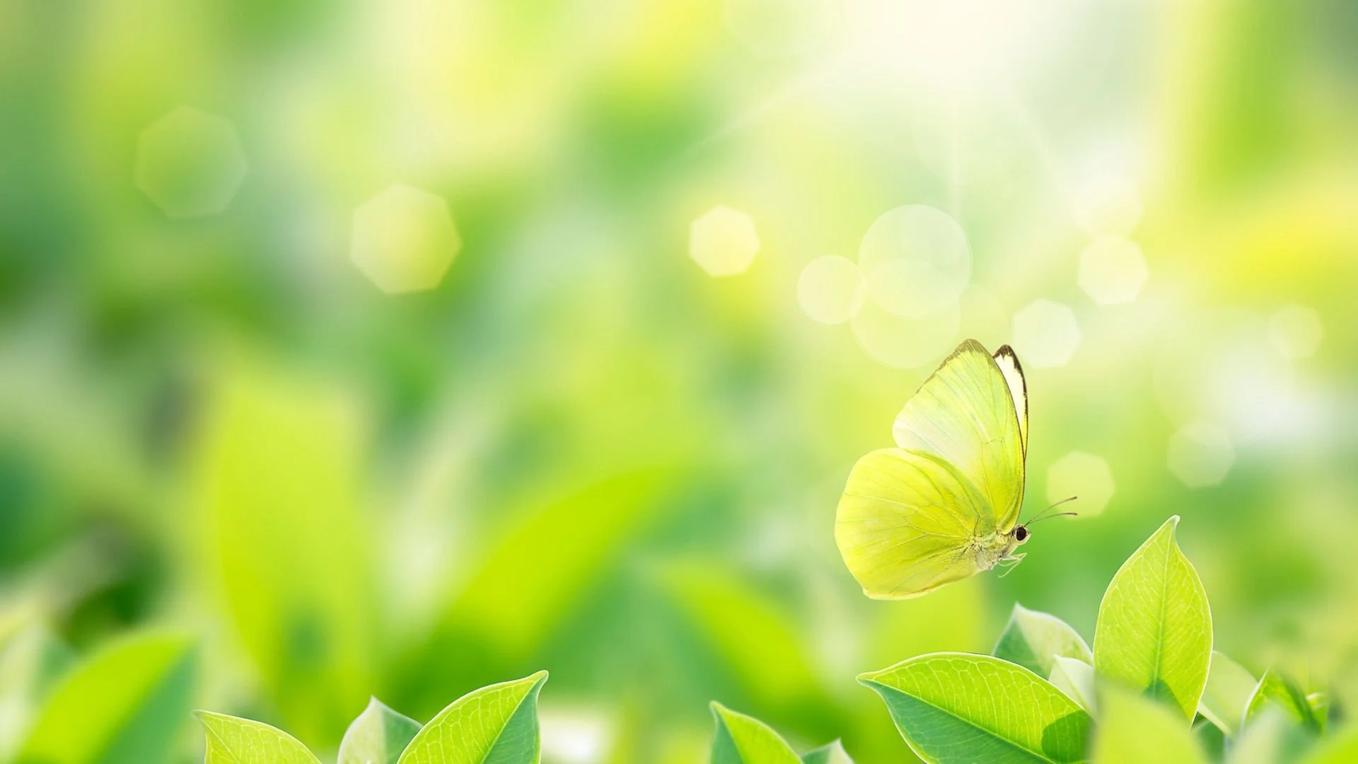 Why I Still Believe in Spring
