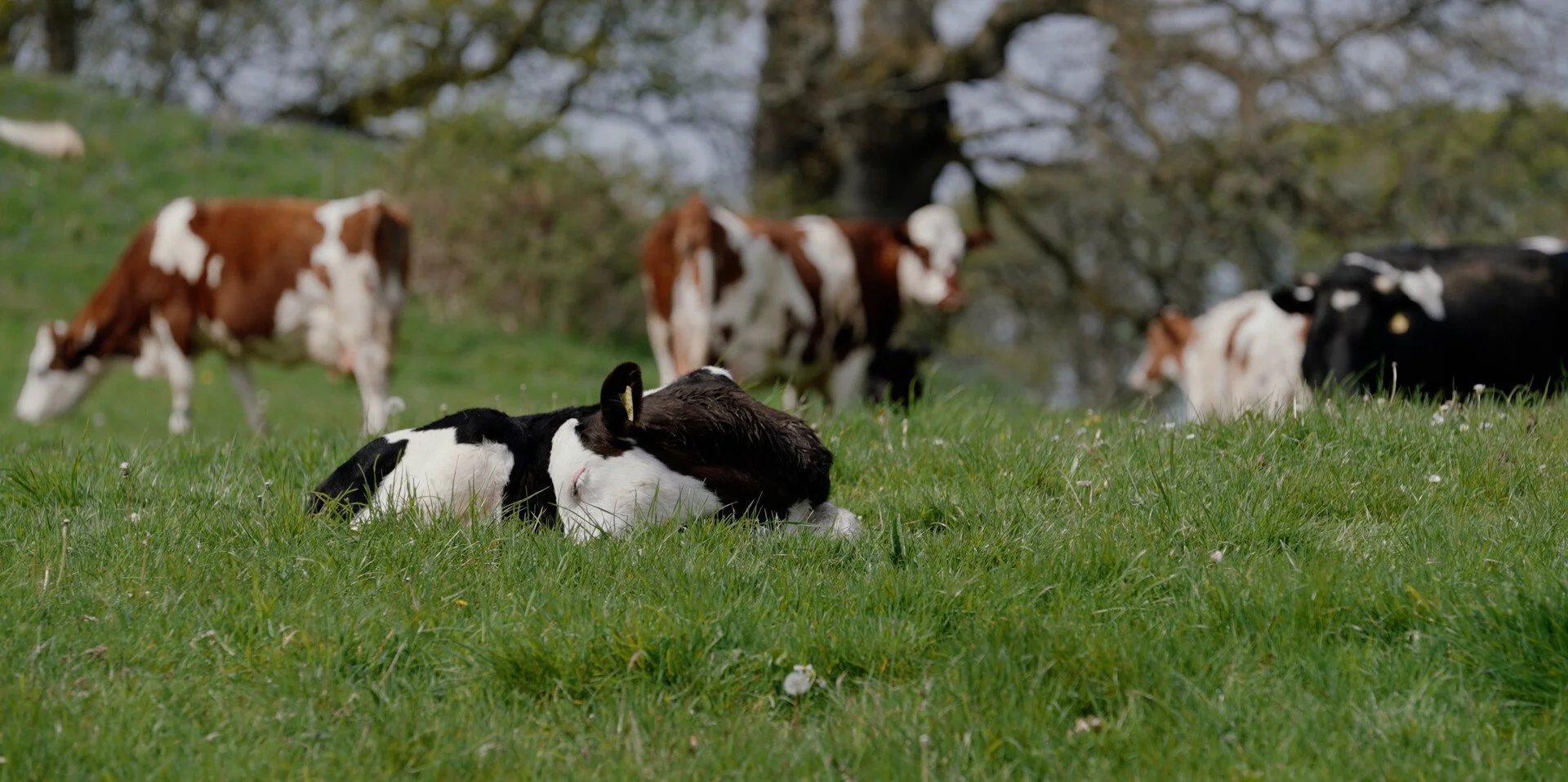 Black and white calf sleeping on green grass with several cows grazing in the background under a tree.
