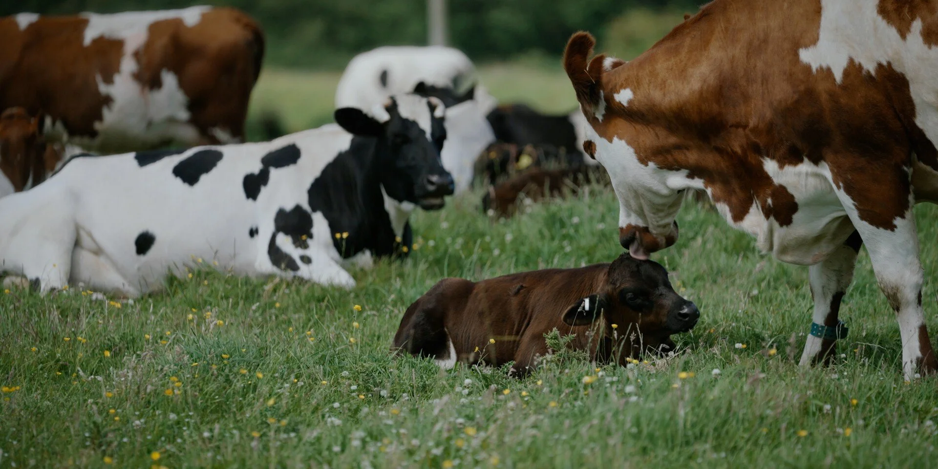 Cows and calves resting and grazing on a grassy field with yellow flowers, some lying down and some standing, in a rural setting.