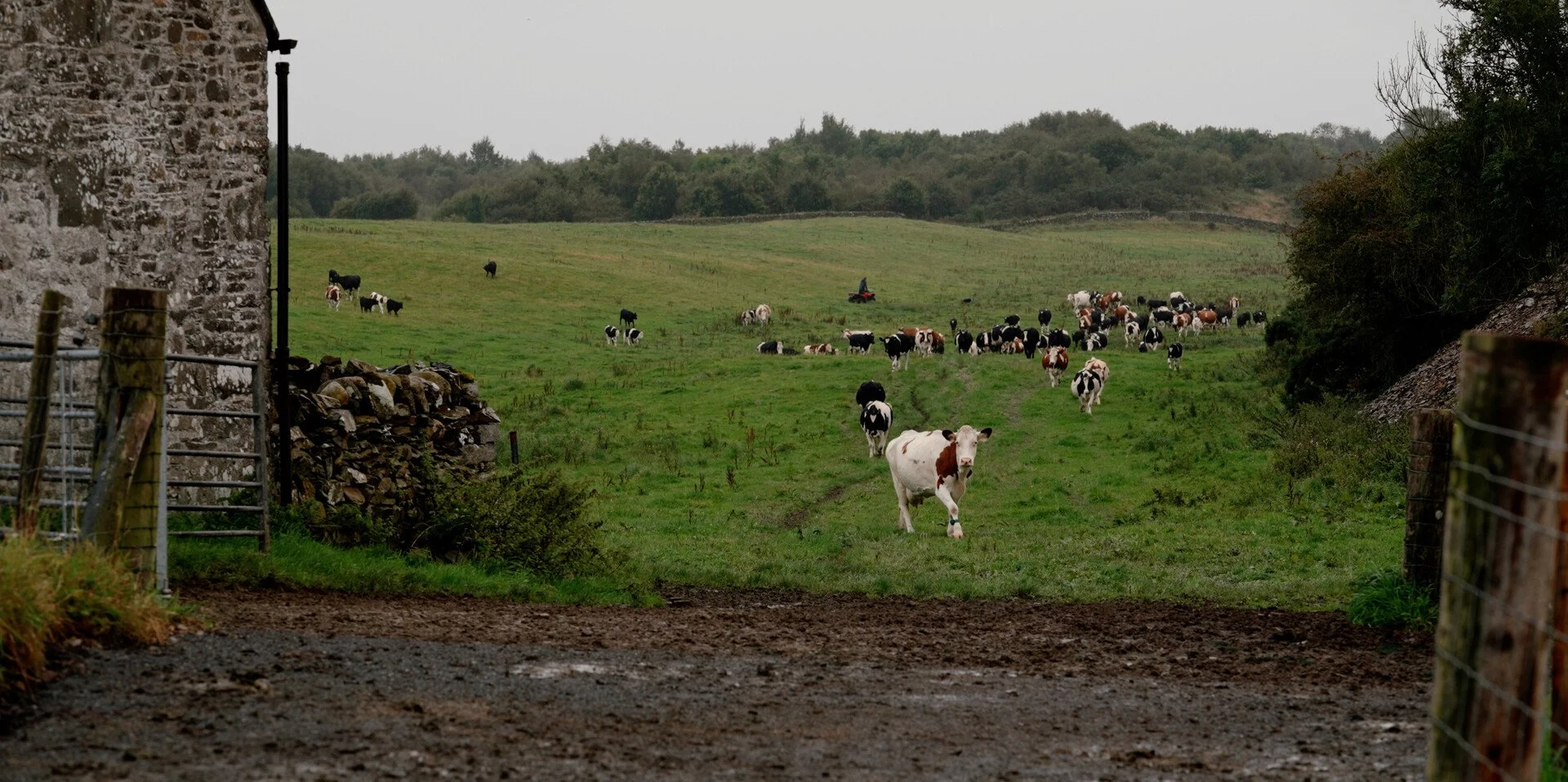 A rural farm scene with a grassy field filled with black and white cows, some grazing and some standing, viewed through a gate and stone wall, with trees and rolling hills in the background.