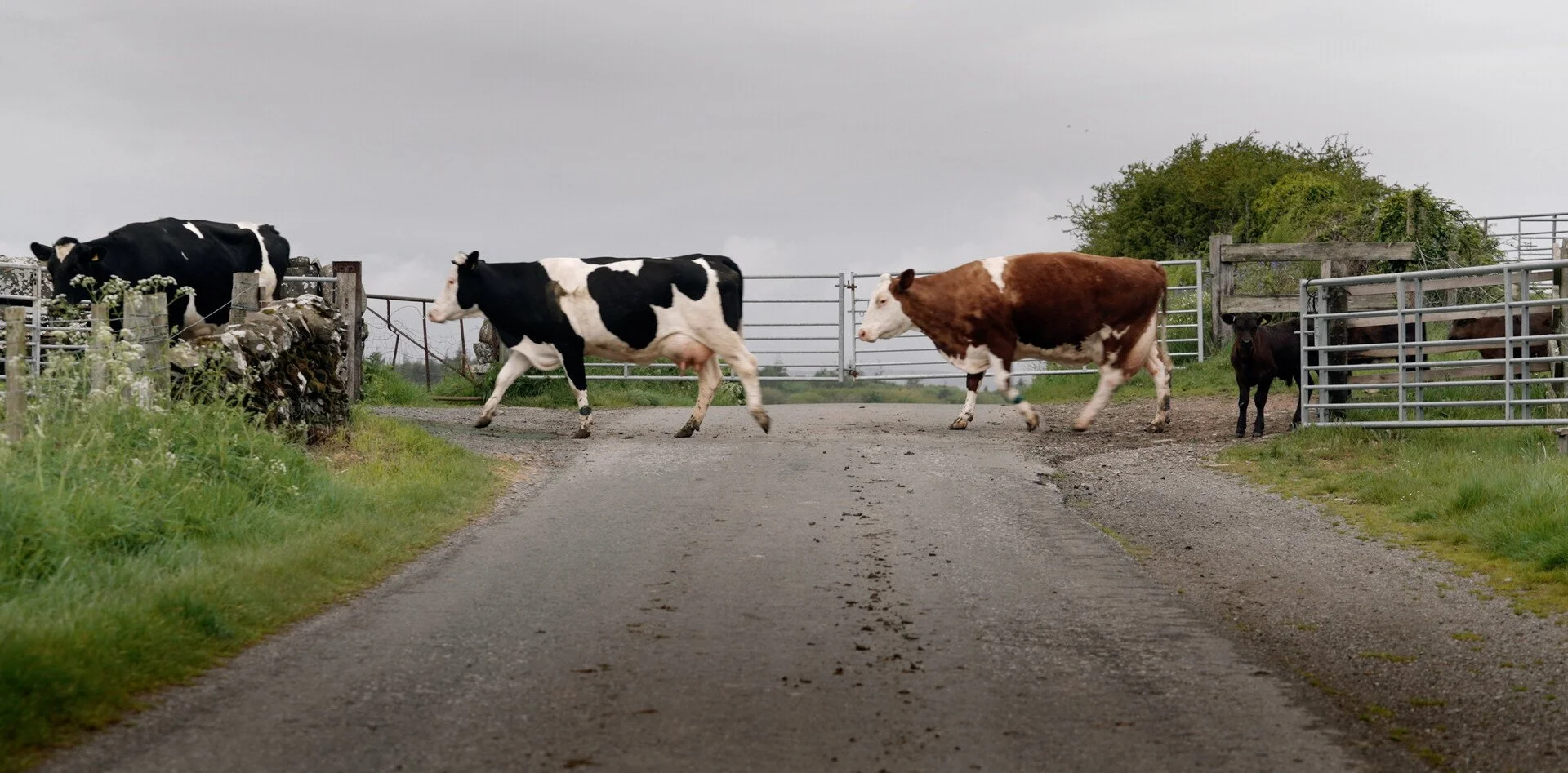 Cows and calves crossing a farm driveway, with metal gates and green grass on either side under an overcast sky.
