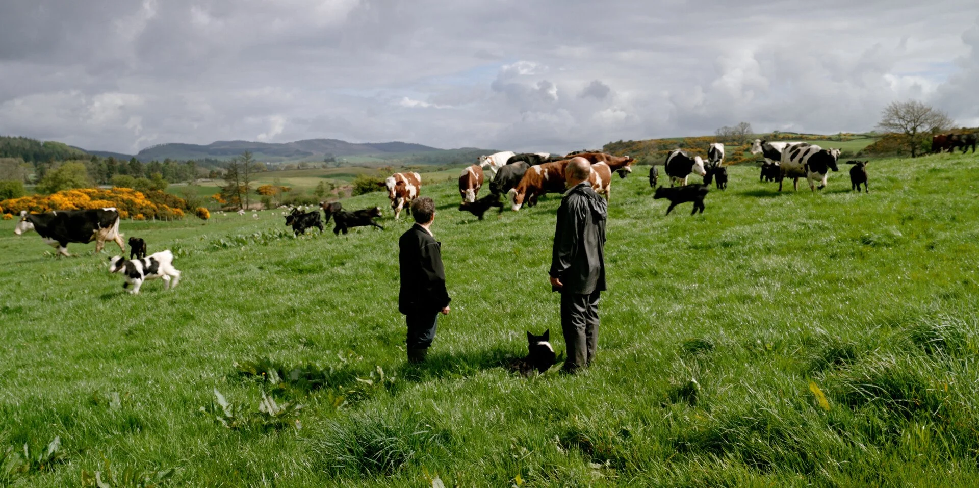 Two men walking on a green meadow with cows and calves grazing and running, with rolling hills and cloudy sky in the background.