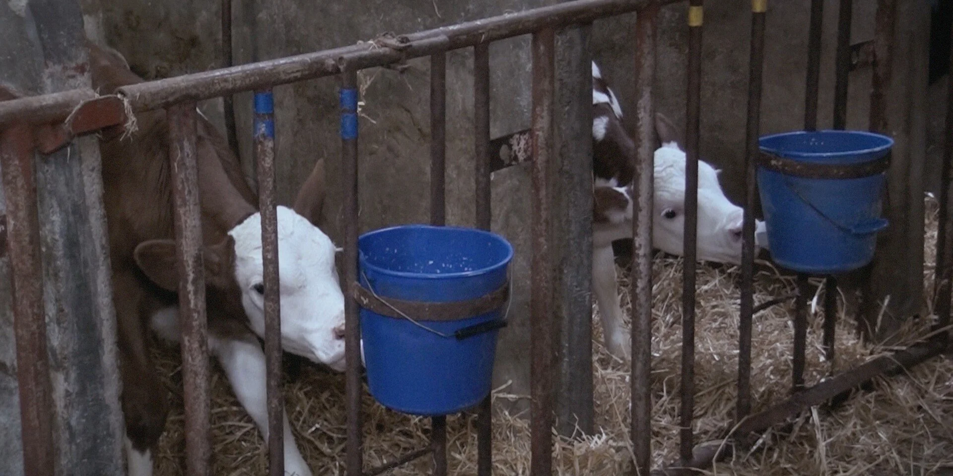 Two calves inside a barn, separated by metal bars, with blue buckets for water attached to the bars, and hay on the ground.