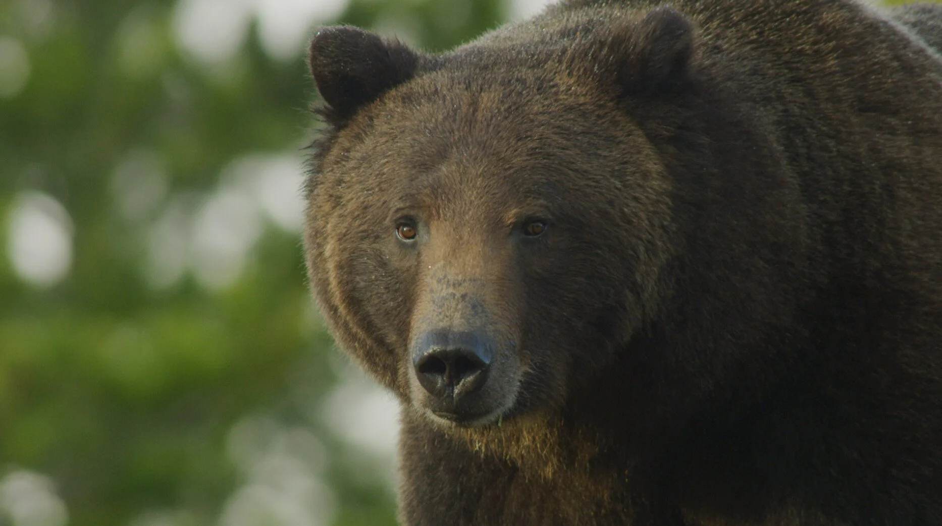 Close-up of a brown bear's face with a background of green leaves.