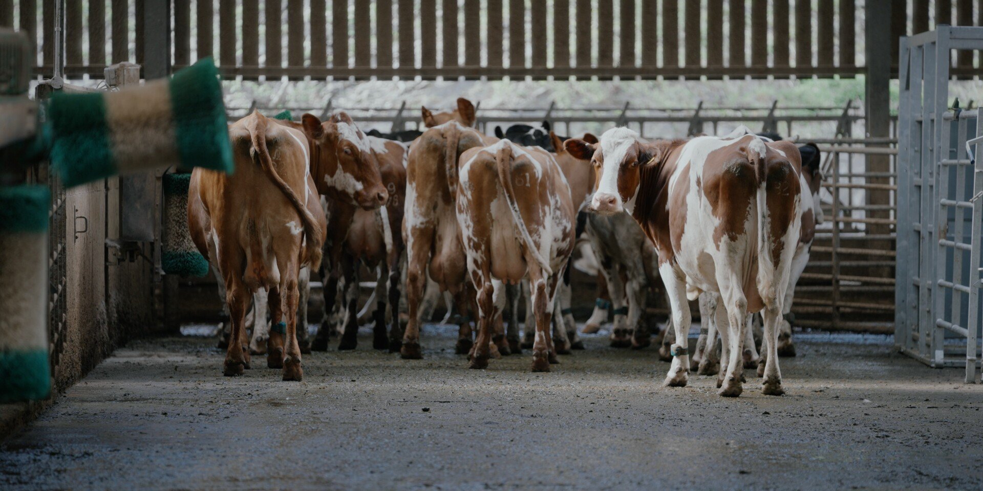 Several brown and white cows standing in a barn.