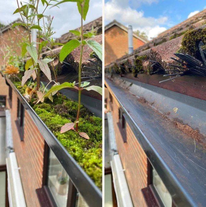 Side-by-side comparison of a balcony plant tray. The left side shows healthy green plants with moss and soil. The right side shows the tray after removal of plants and moss, with dirt and debris visible.