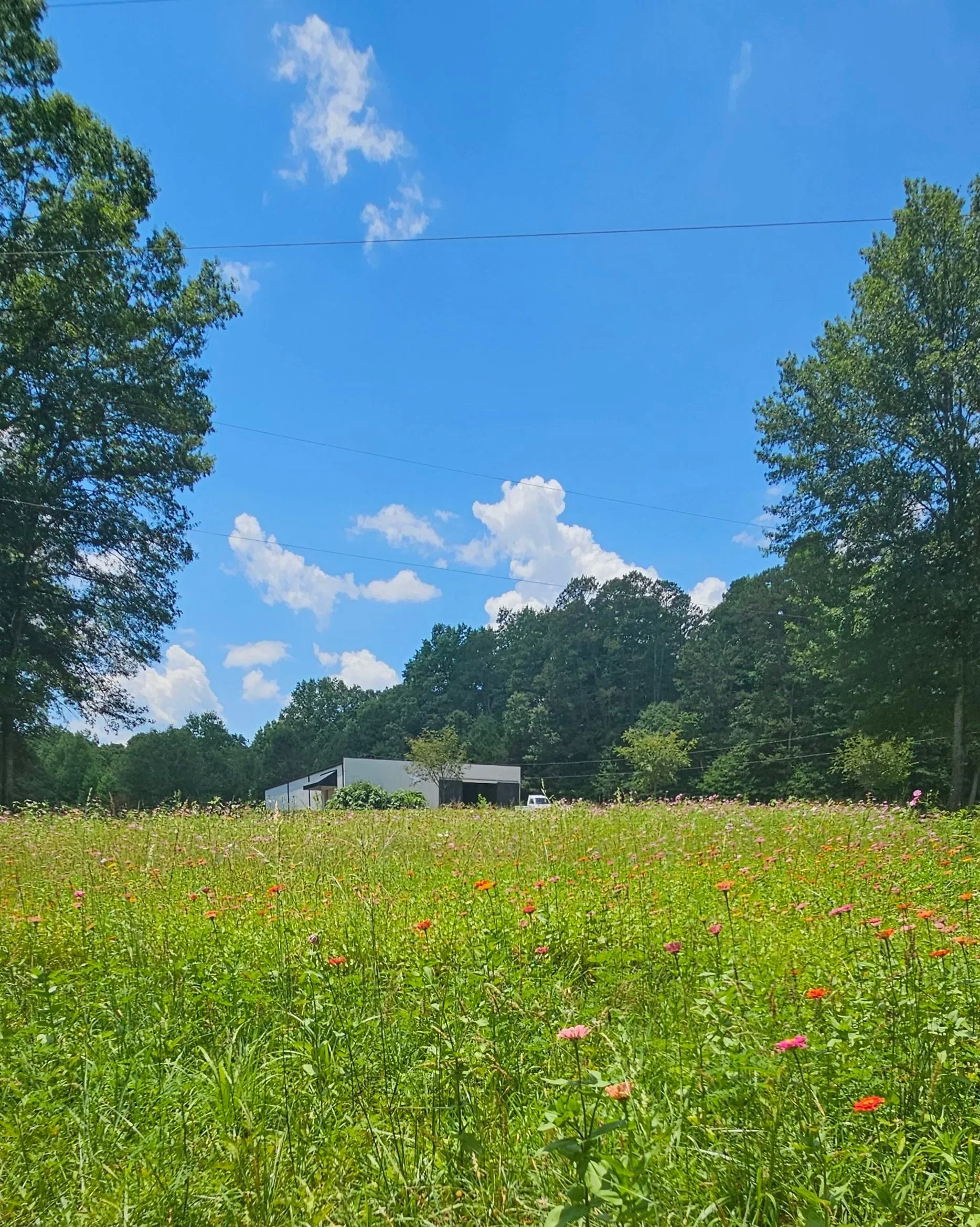 In July, wildflowers carpet the grounds facing the warehouse, adding seasonal beauty to the park-like grounds 