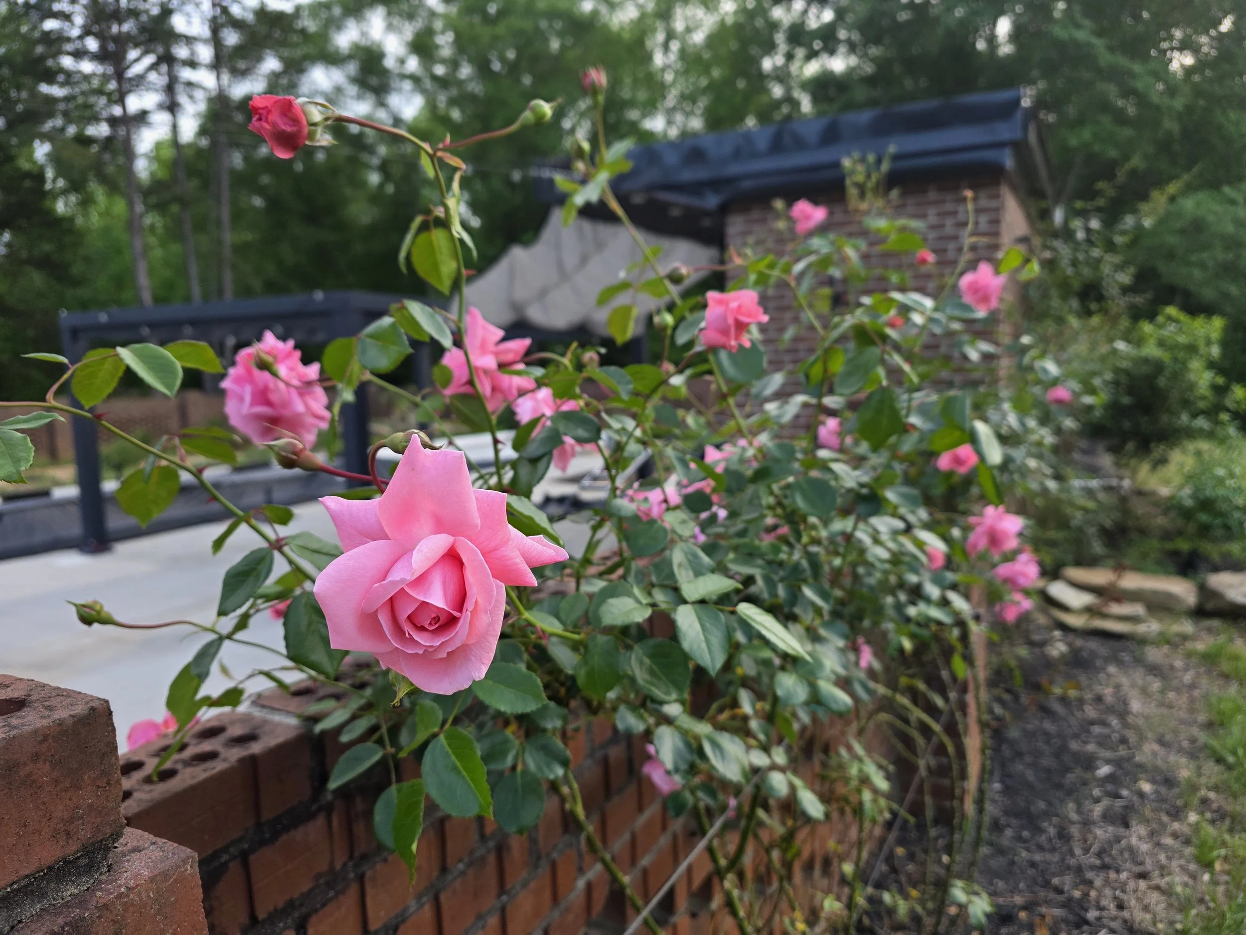 Along the pool wall, 16 repeat-flowering David Austin roses create an enchanting border of continuous color 