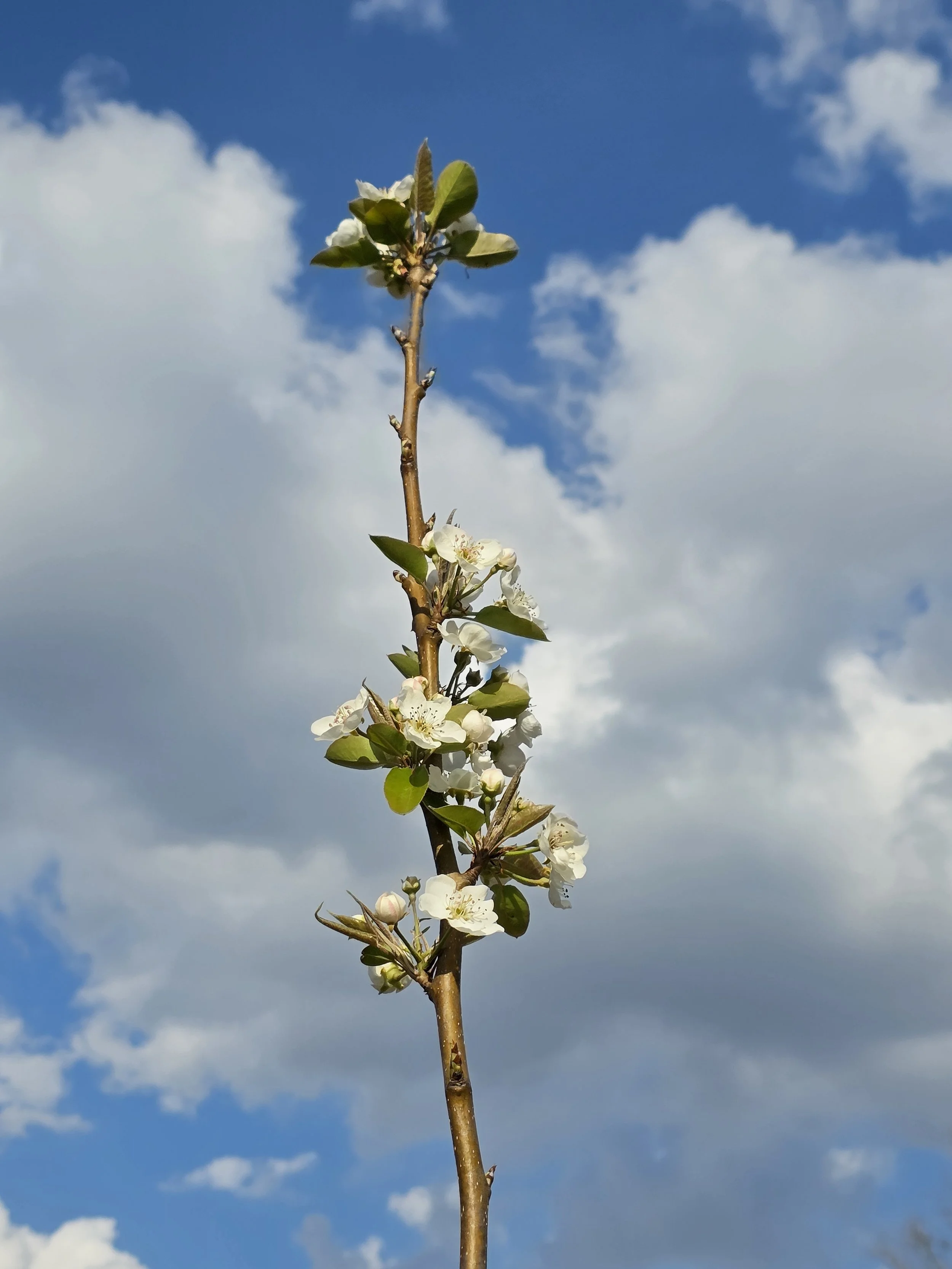 Apple trees in bloom join plum, cherry, mulberry, persimmon, and fig trees in a recently planted orchard