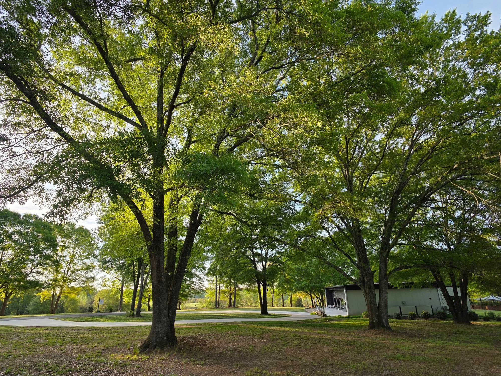 Nearly century-old oak trees make the yard feel more like a private park than a conventional yard
