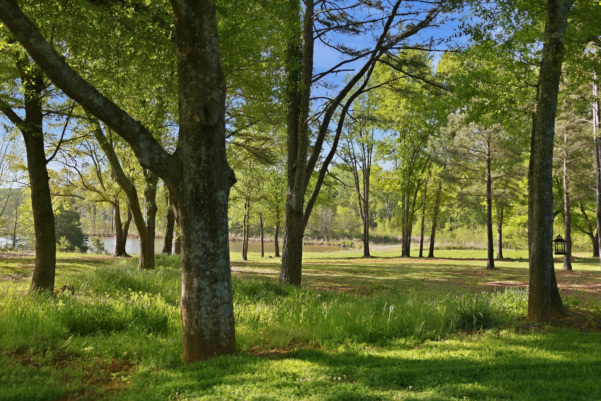 Towering trees create a park-like canopy, with serene views 