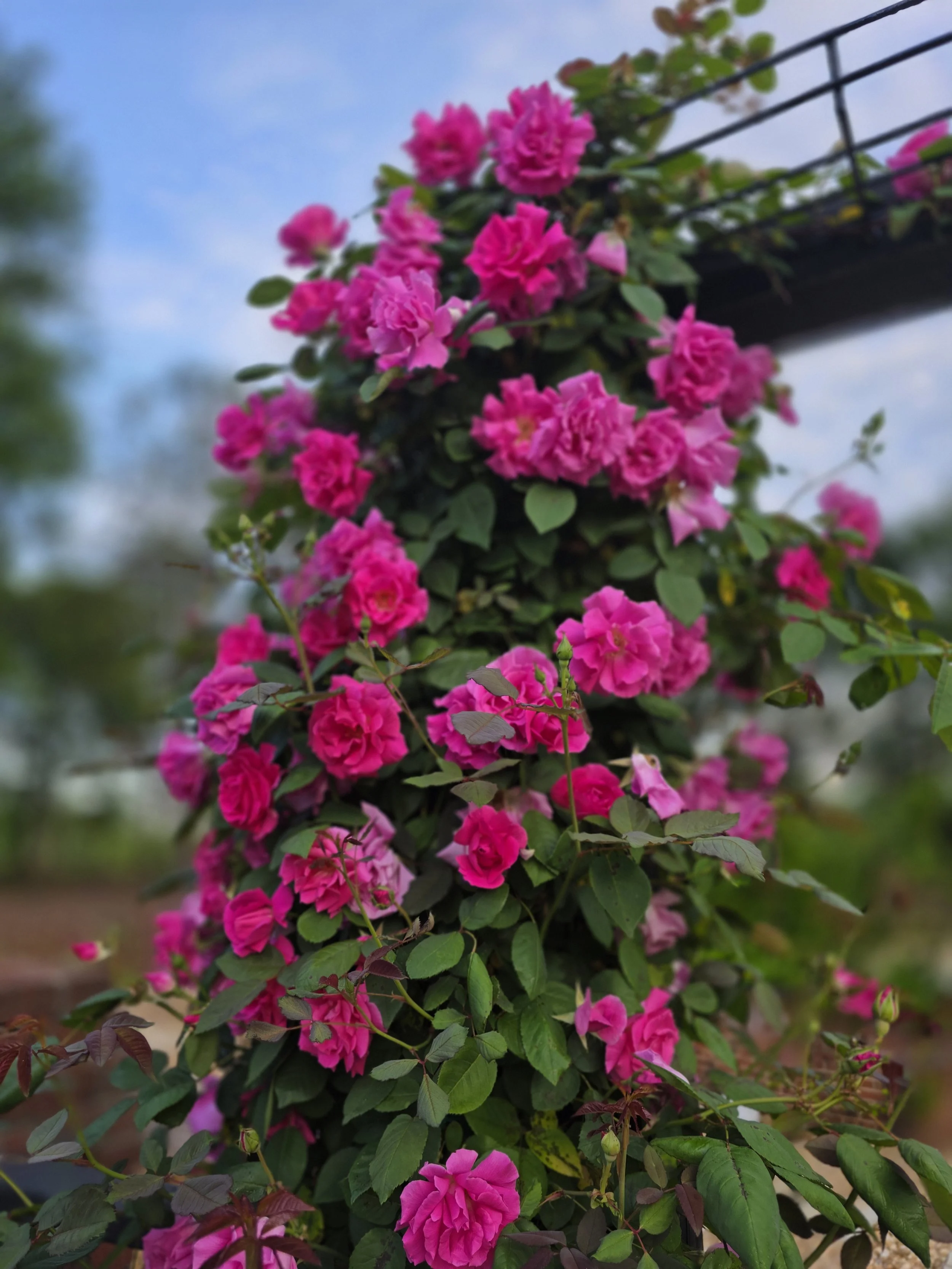Lush and fragrant trailing roses drape romantically over the gate leading to the pool