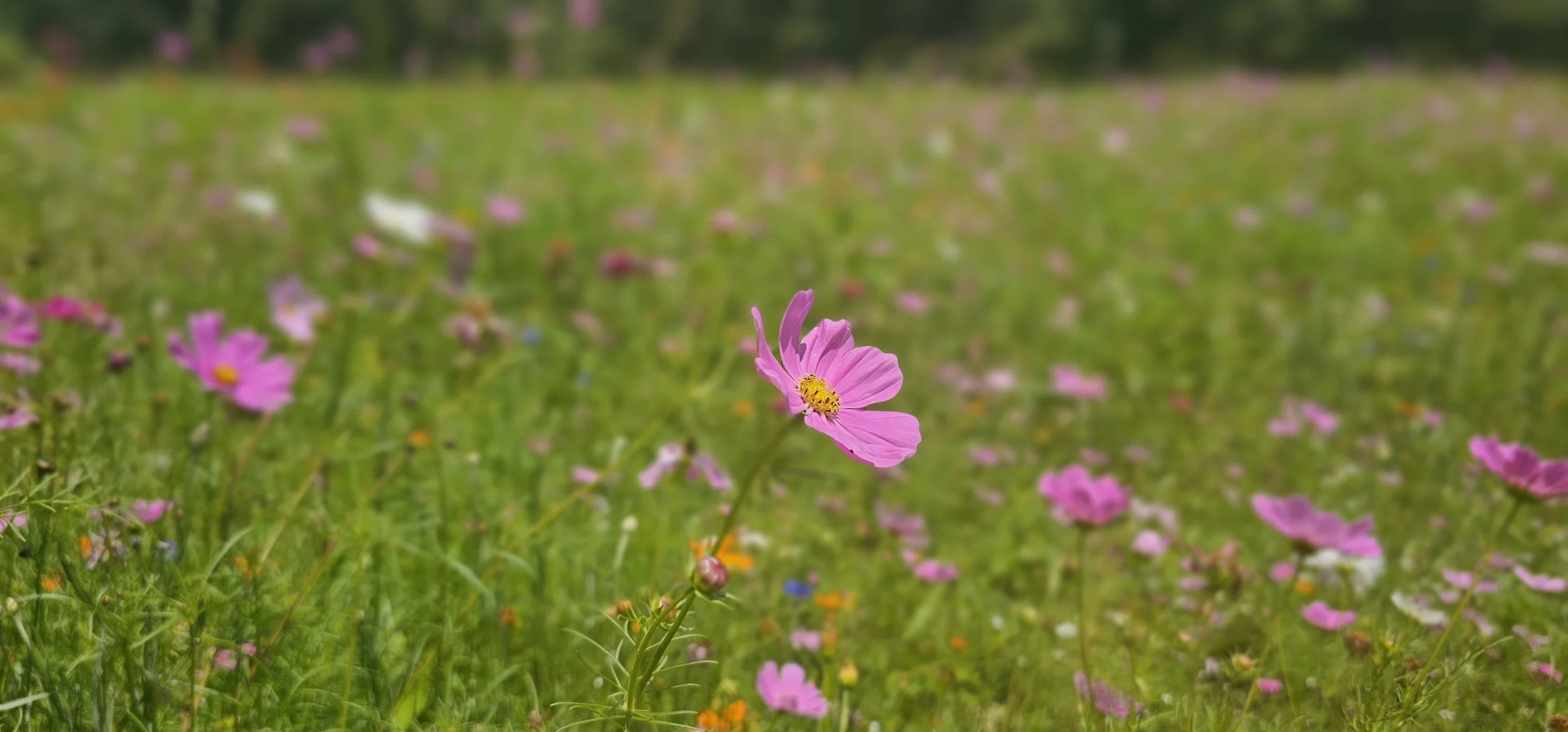 June brings cosmos in full, vibrant bloom, adding a soft layer of color and they're perfect picking too