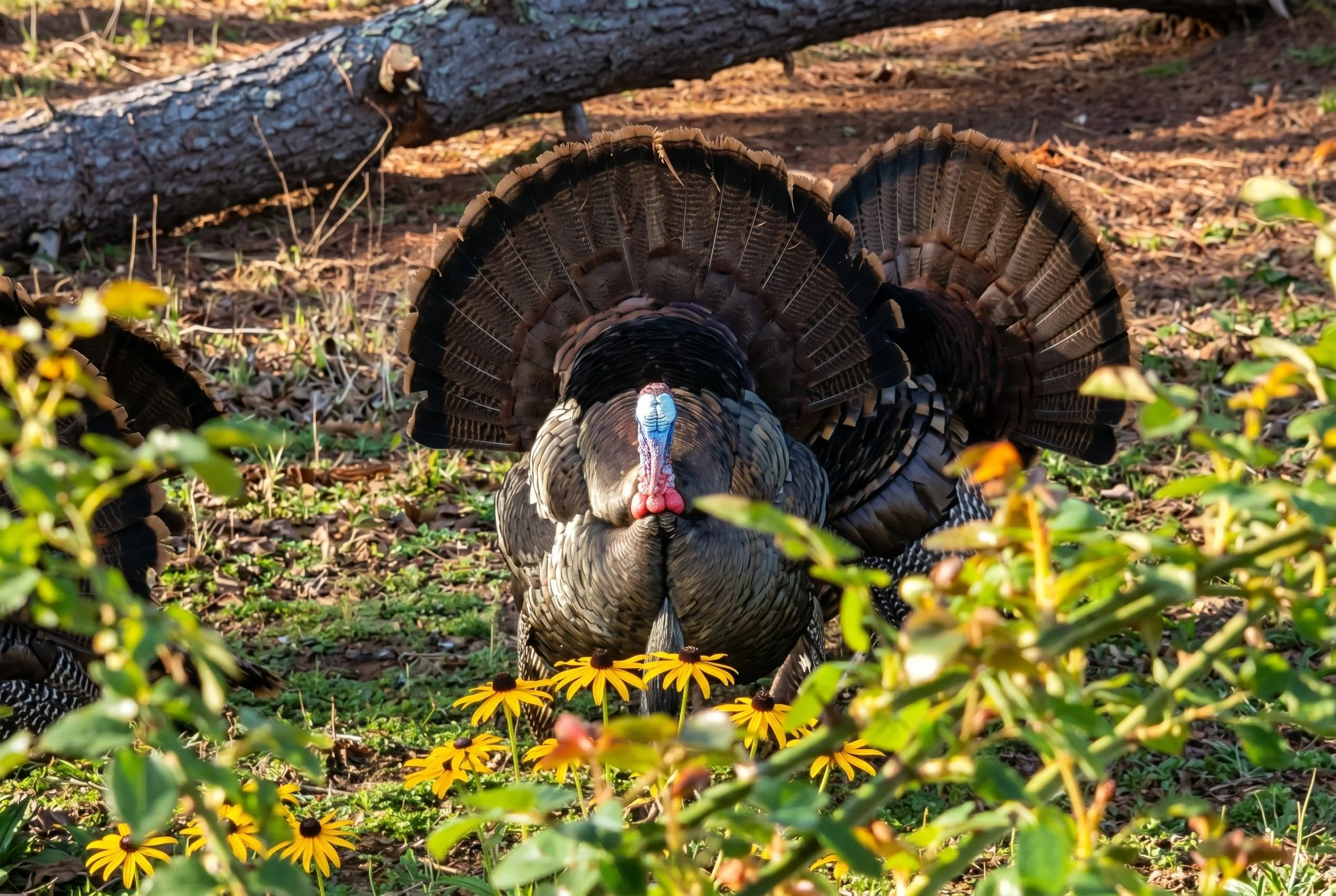 Wild turkeys frequently visit in the mornings, feeding in the back lawn and along the tree line