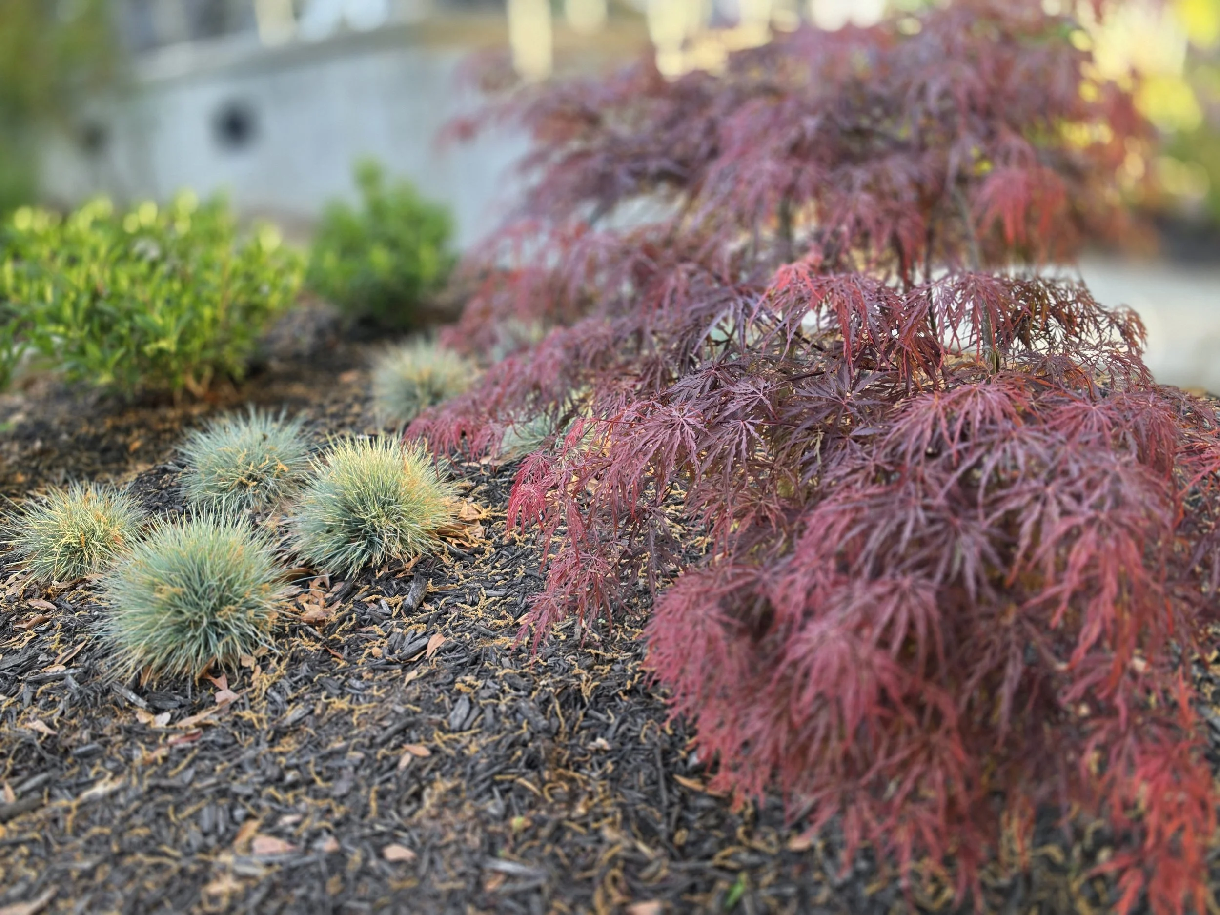 Red Japanese maple tree next to small round spiky plants in a garden bed with dark mulch, green shrub in background, sunny day.