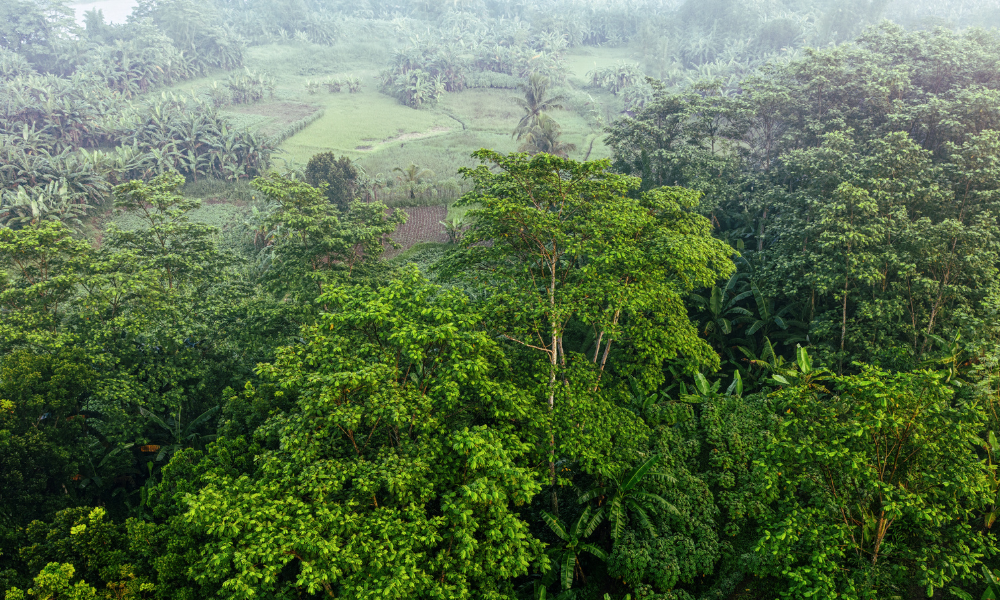 Choosing the Right Stocking Index for VM0047 Projects