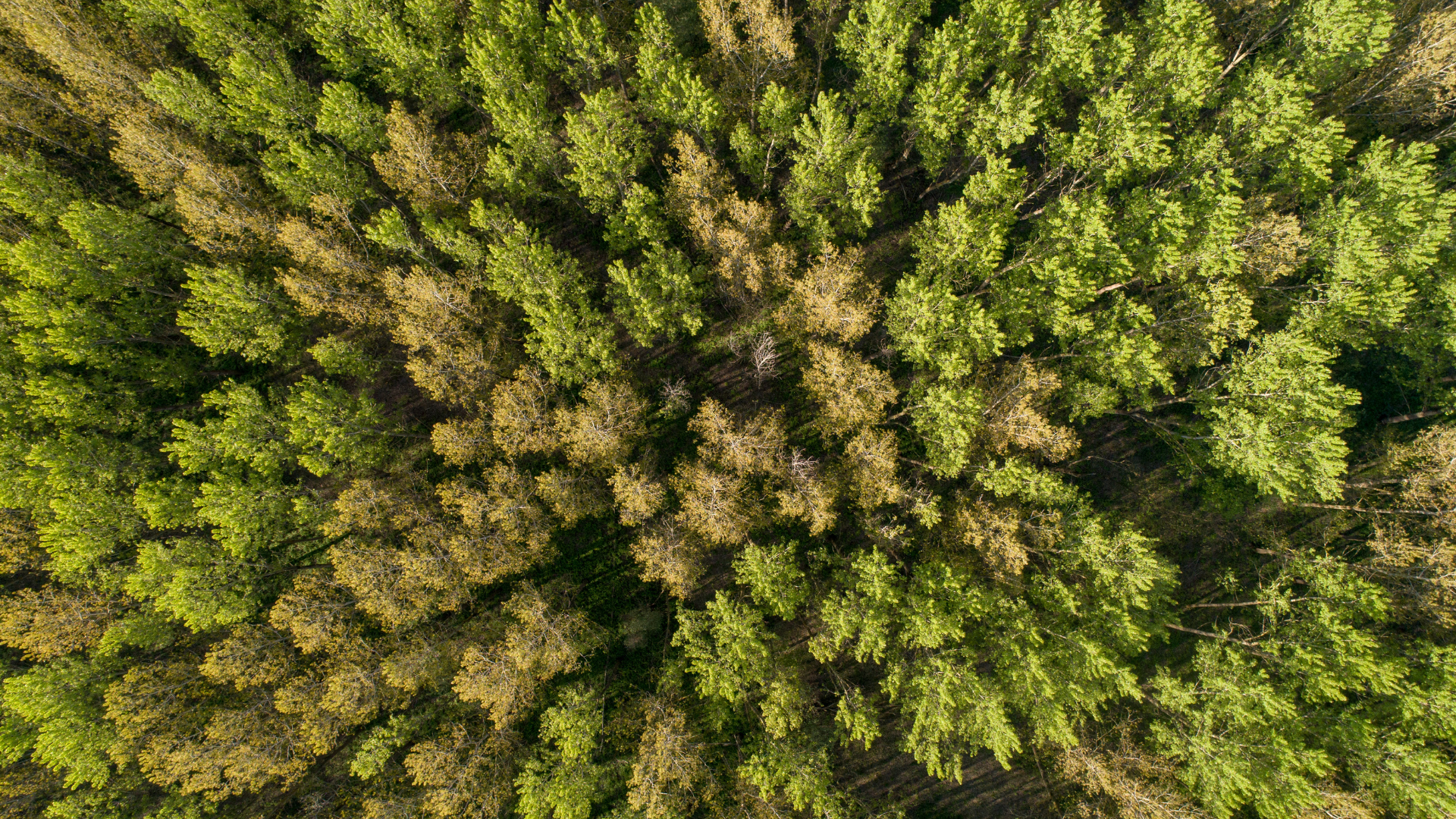 25 Years of Forest Carbon Data. Now Free to Explore