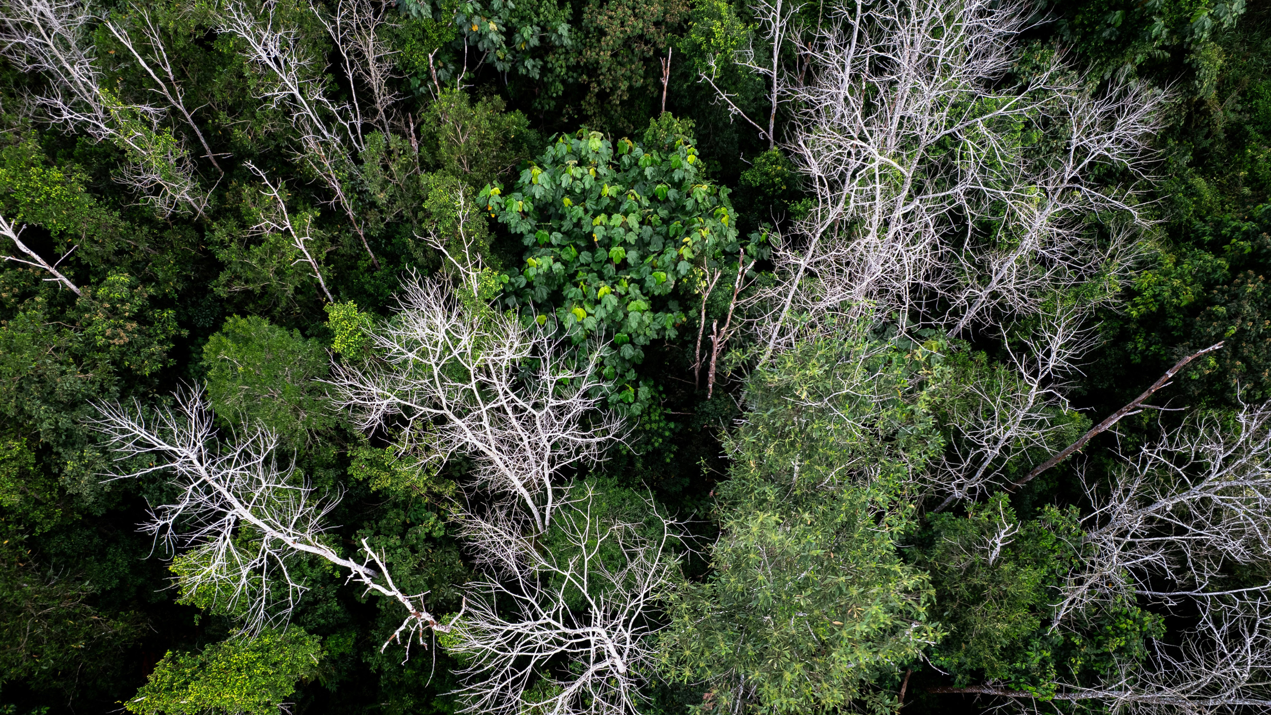 The Forest Carbon Problem No One Is Measuring (Until Now)