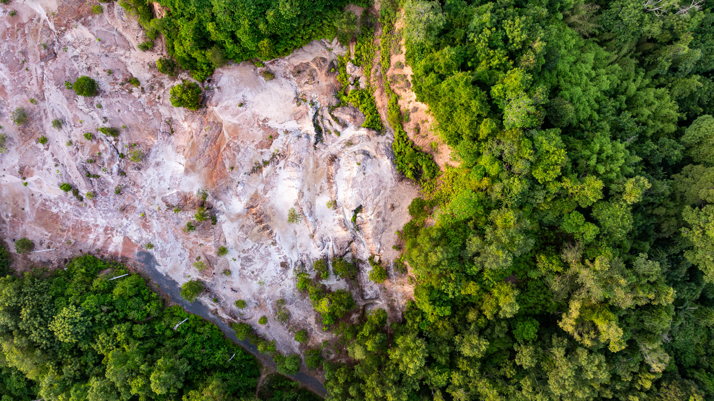 Getting to forest-positive supply chains