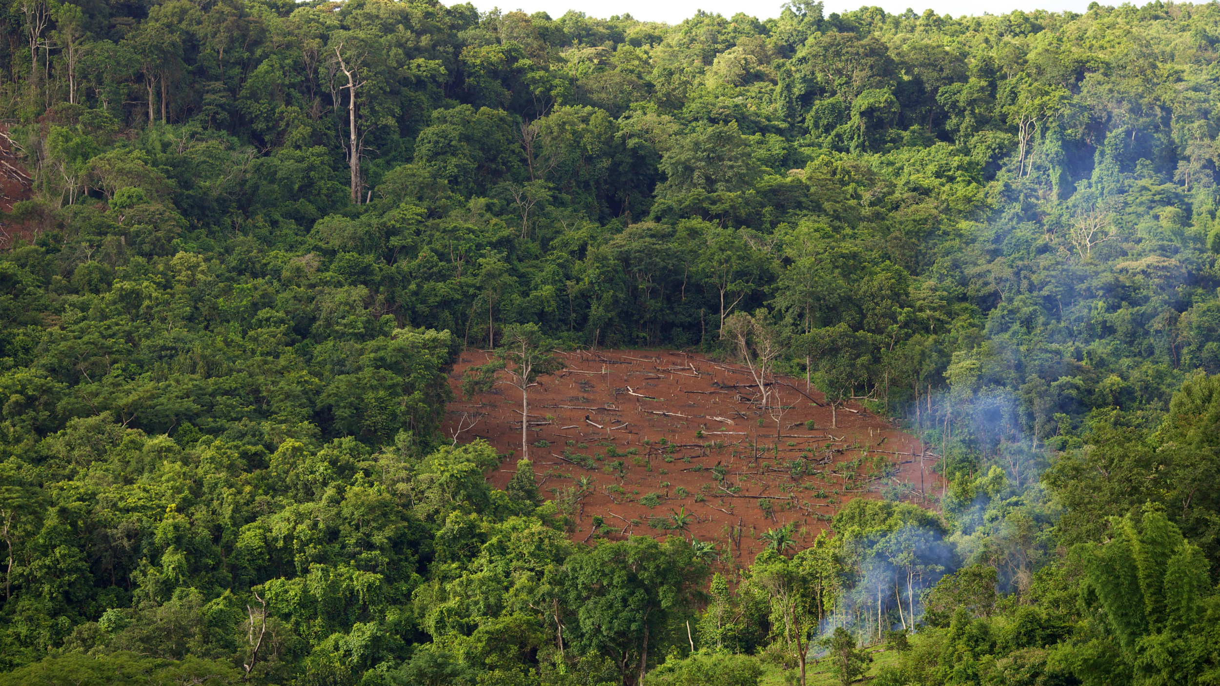 Introducing Biomass at Risk