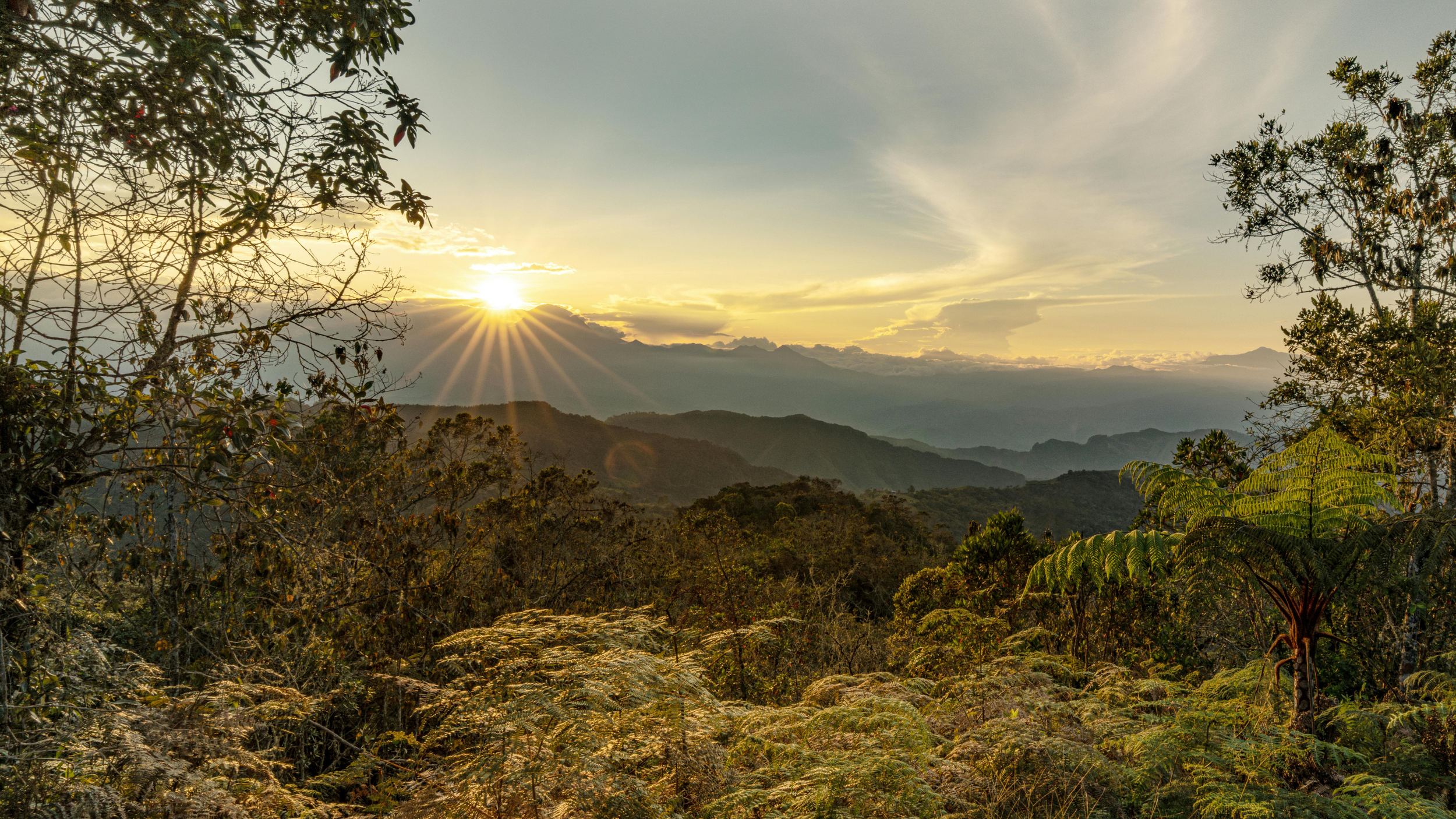 TREES 3.0 is live. Here are three opportunities that Chloris data unlocks for jurisdictions