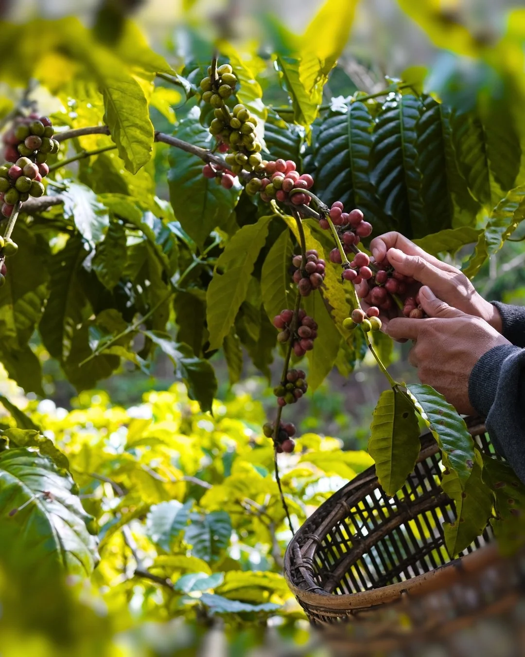 Coffee Stories: Colombia - El Pitalito