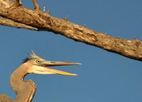 blue-heron.jpg