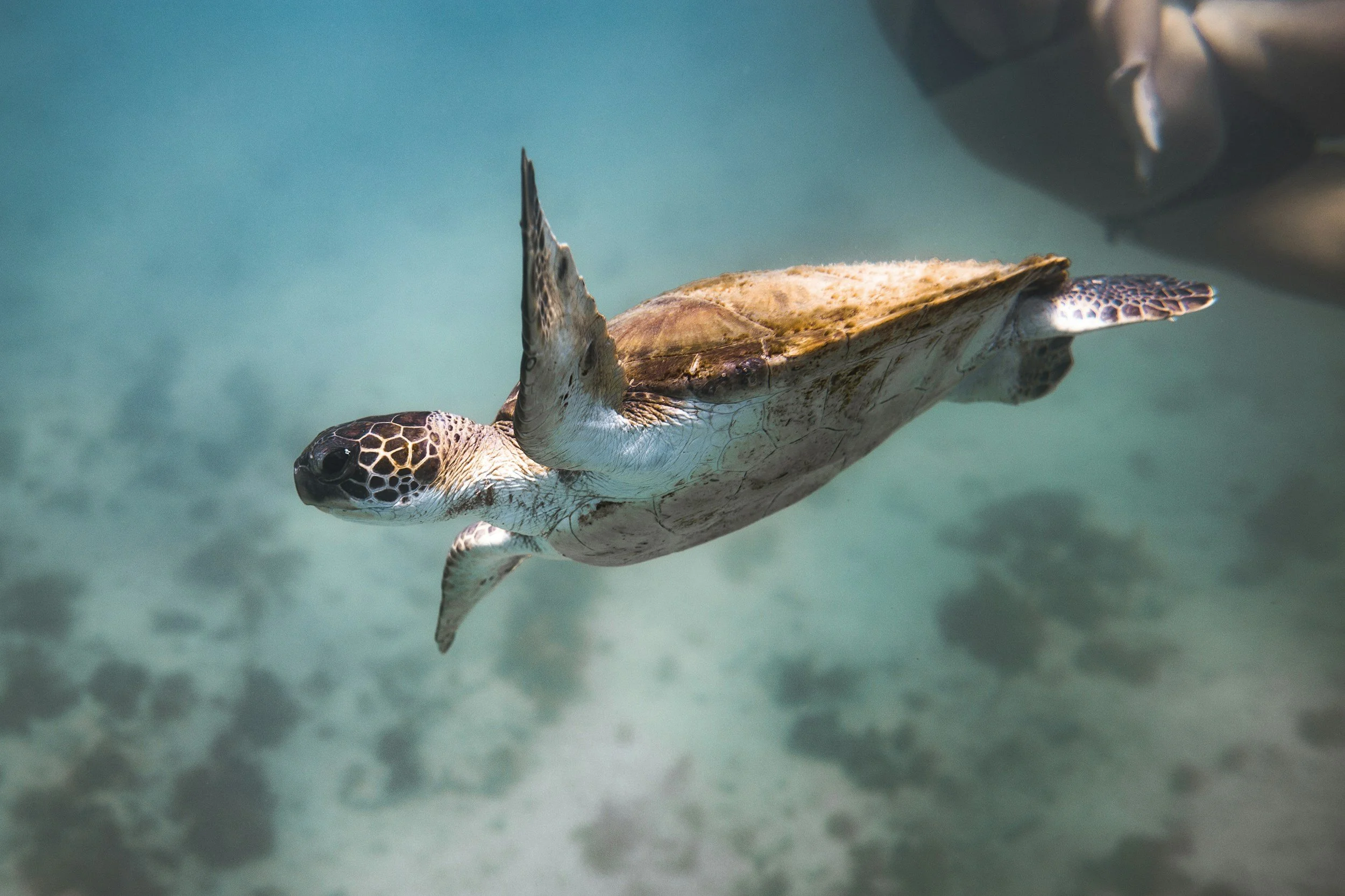 BIODIVERSITY, THE RICH VARIETY OF LIFE - EPISODE 5