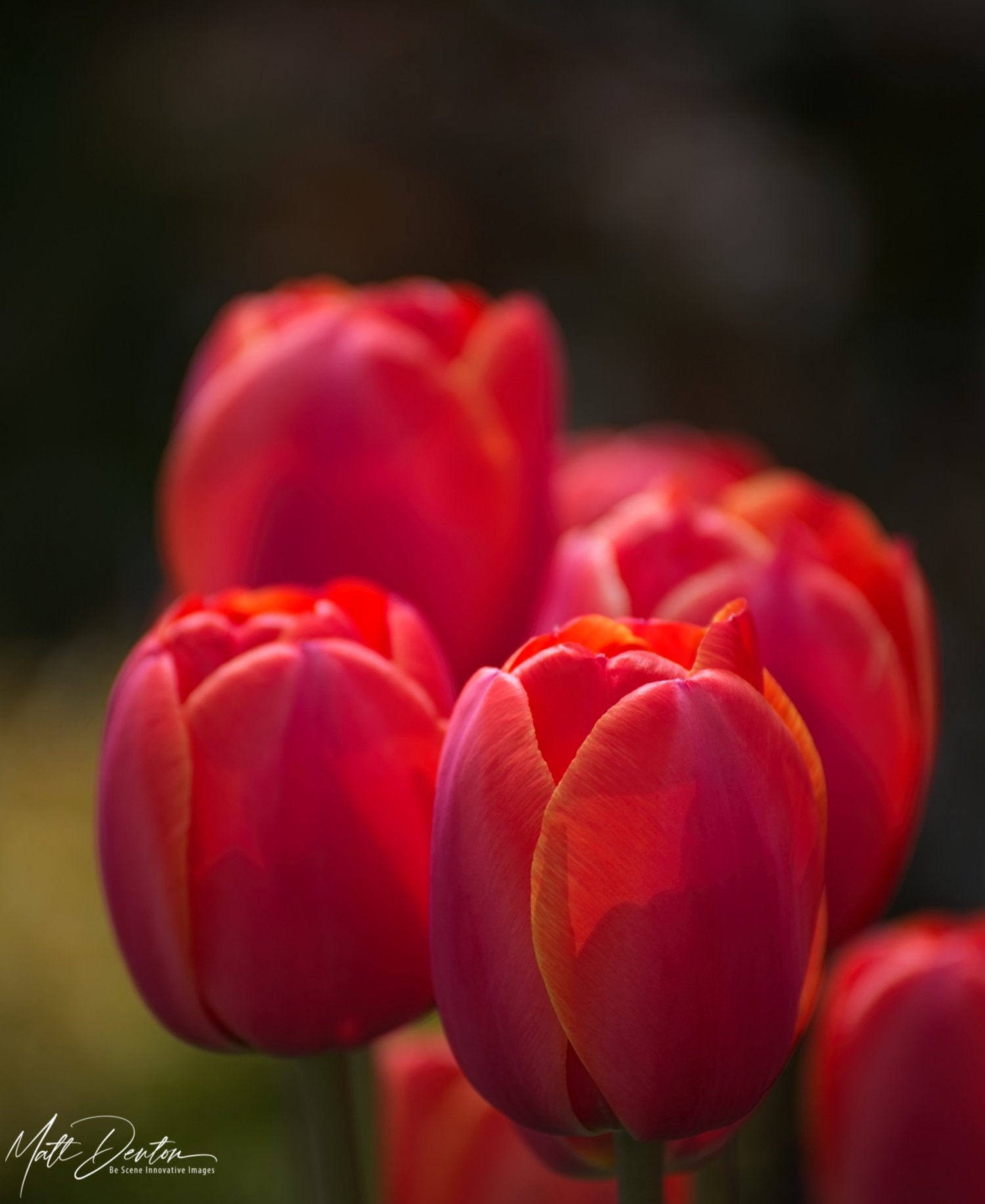 Red Tulips
