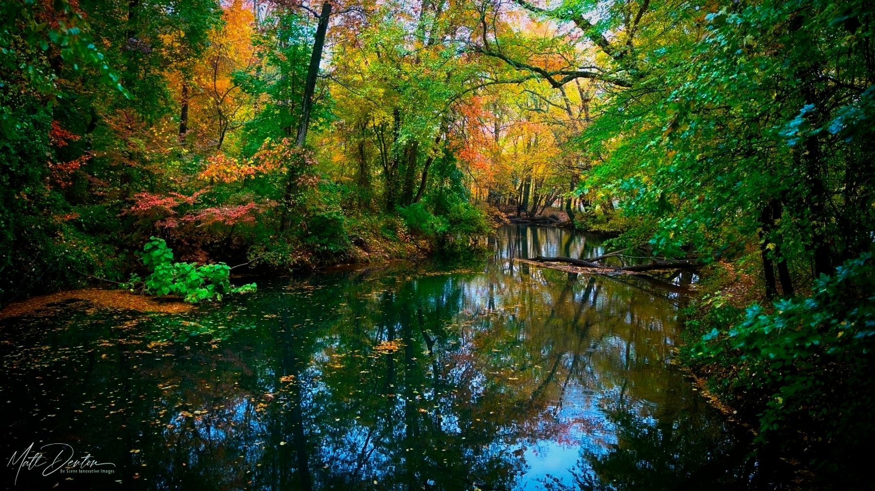 Forest Creek