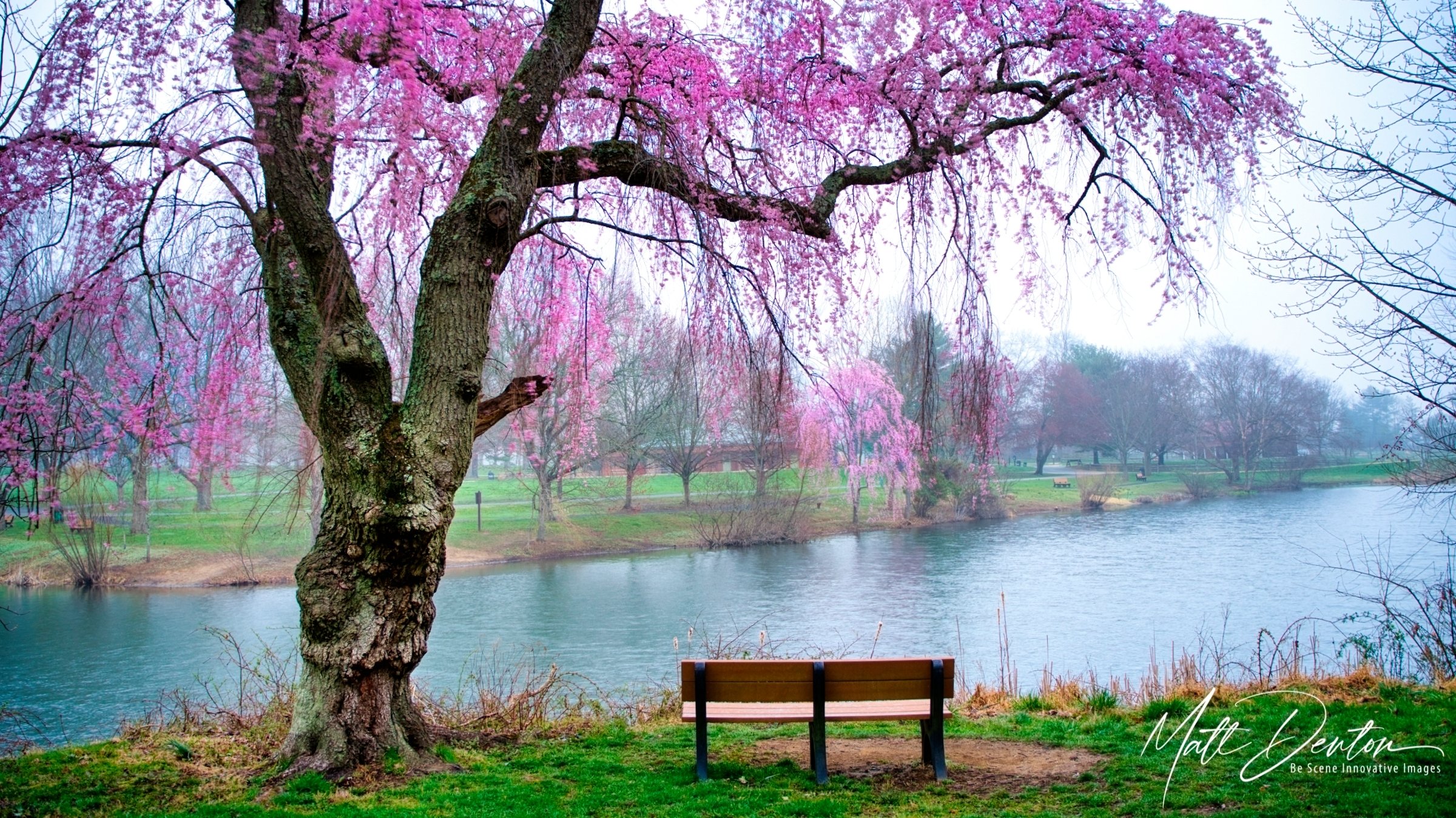 Spring Serenity