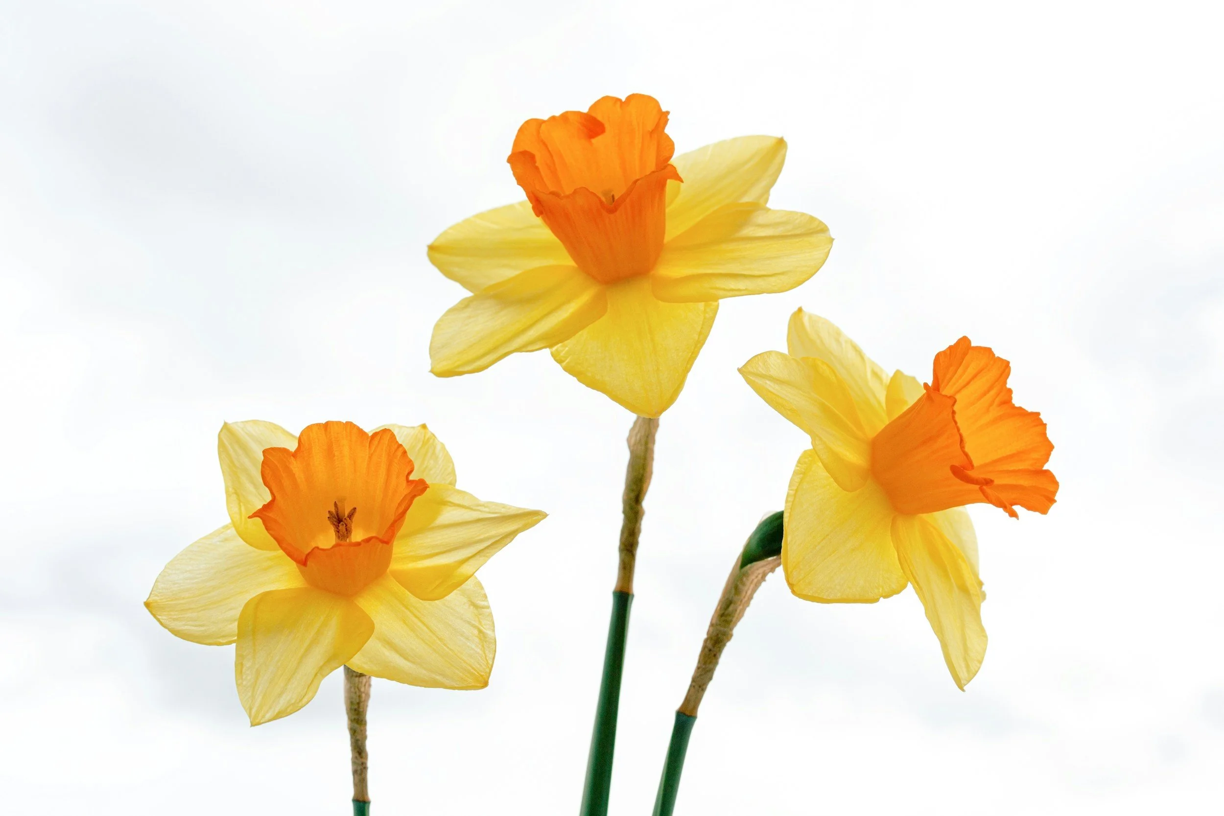 Close-up of yellow daffodils on a white background