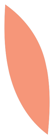 A peanut with a shell, split in half to show the inside.