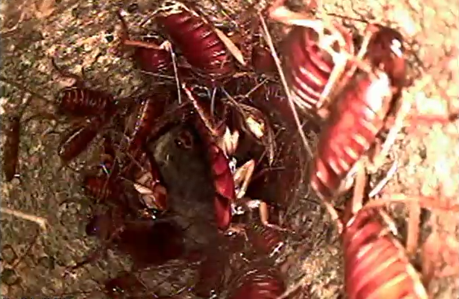 cast iron pipe - roaches.PNG