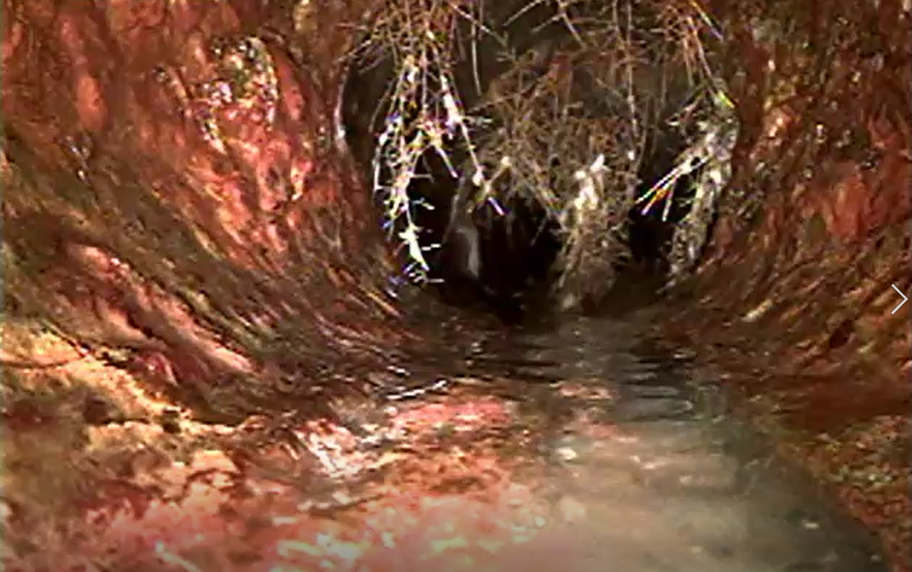 cast iron - roots.PNG